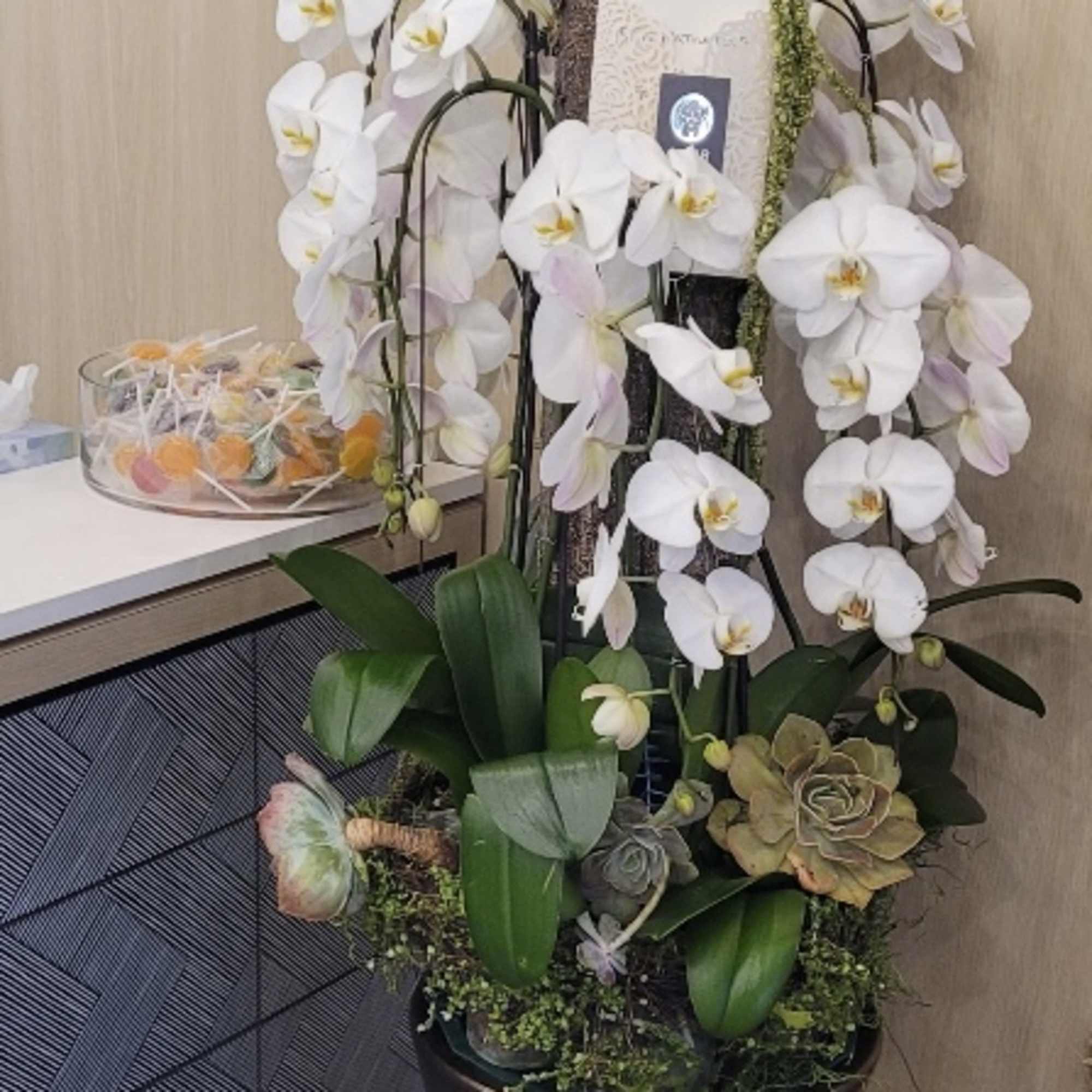 Stunning white orchids one of the most rare and treasured of all