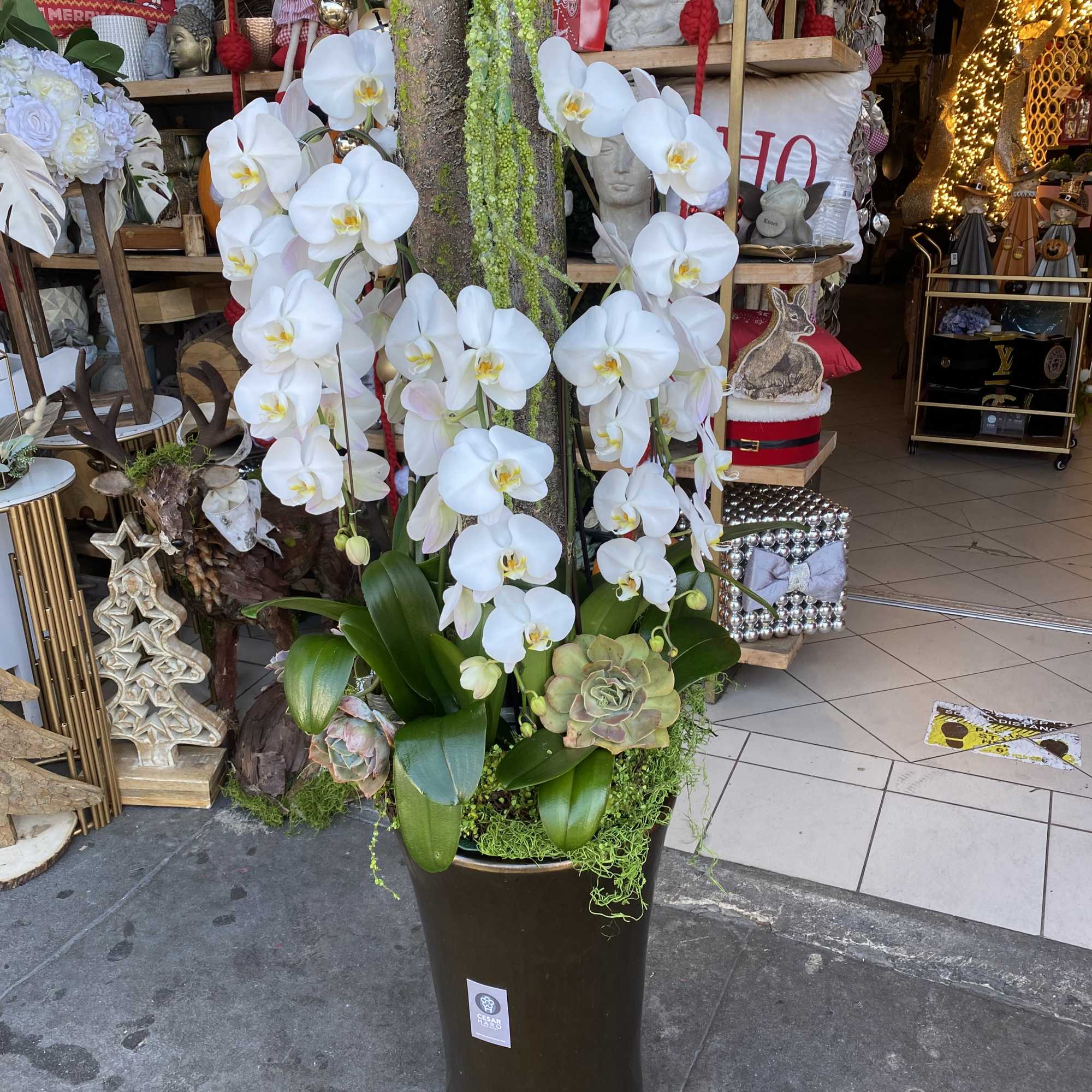 Stunning white orchids one of the most rare and treasured of all, photo 2 of 2