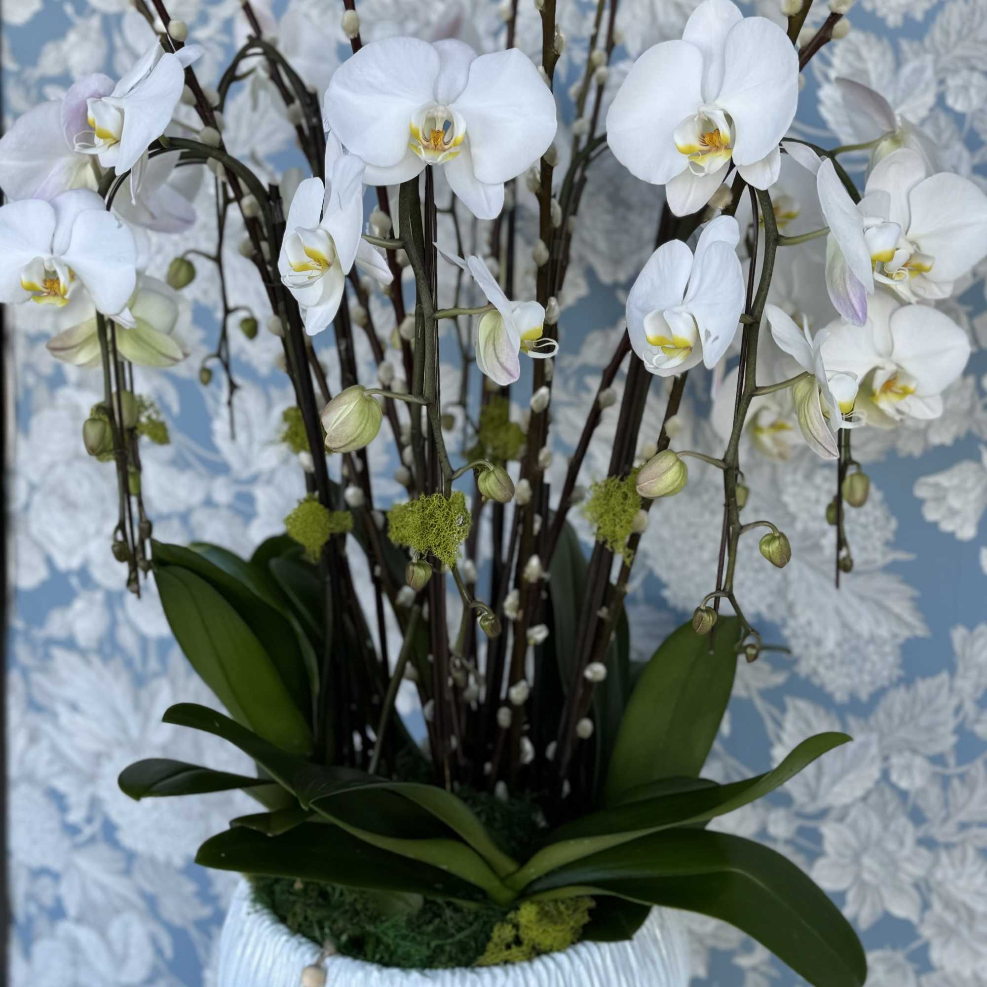 Fresh white phaleanopsis orchids, exotically designed in a white ceramic vase. , photo 2 of 2