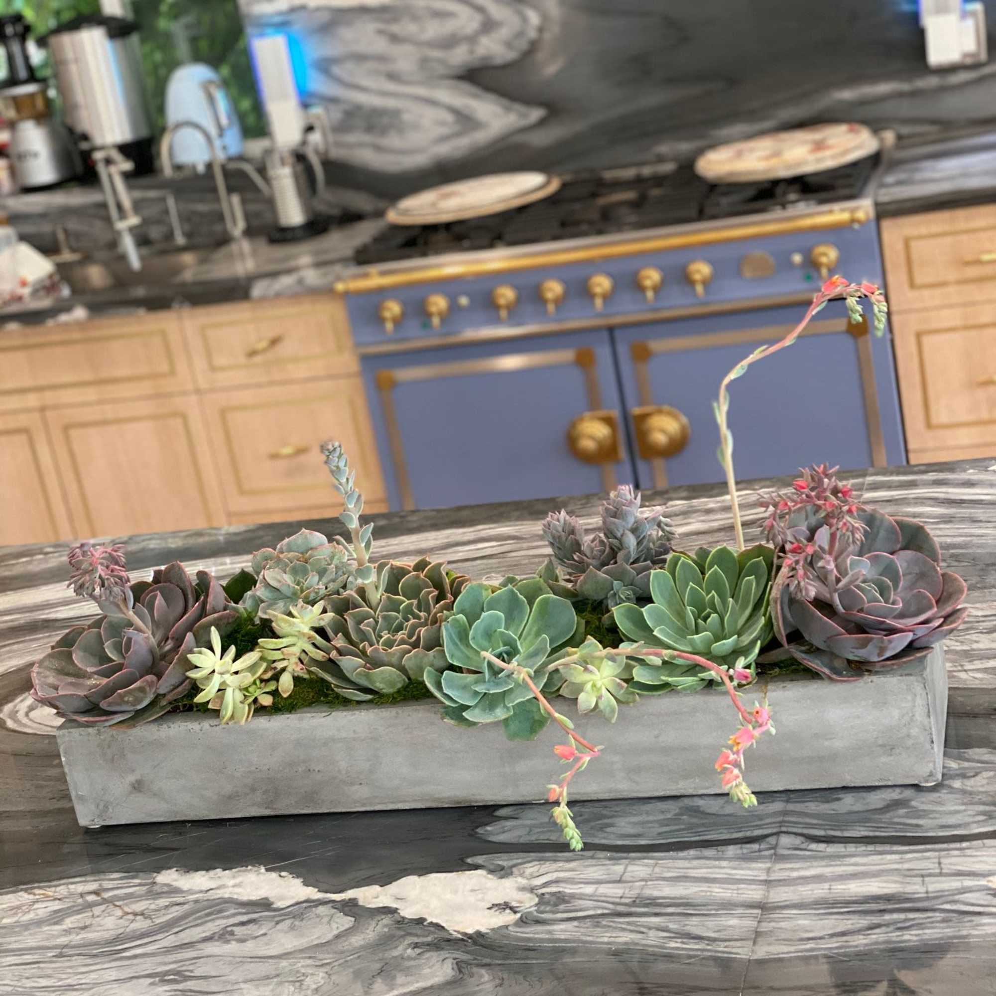 A stunning blend of large, medium, and small succulents in varying shades