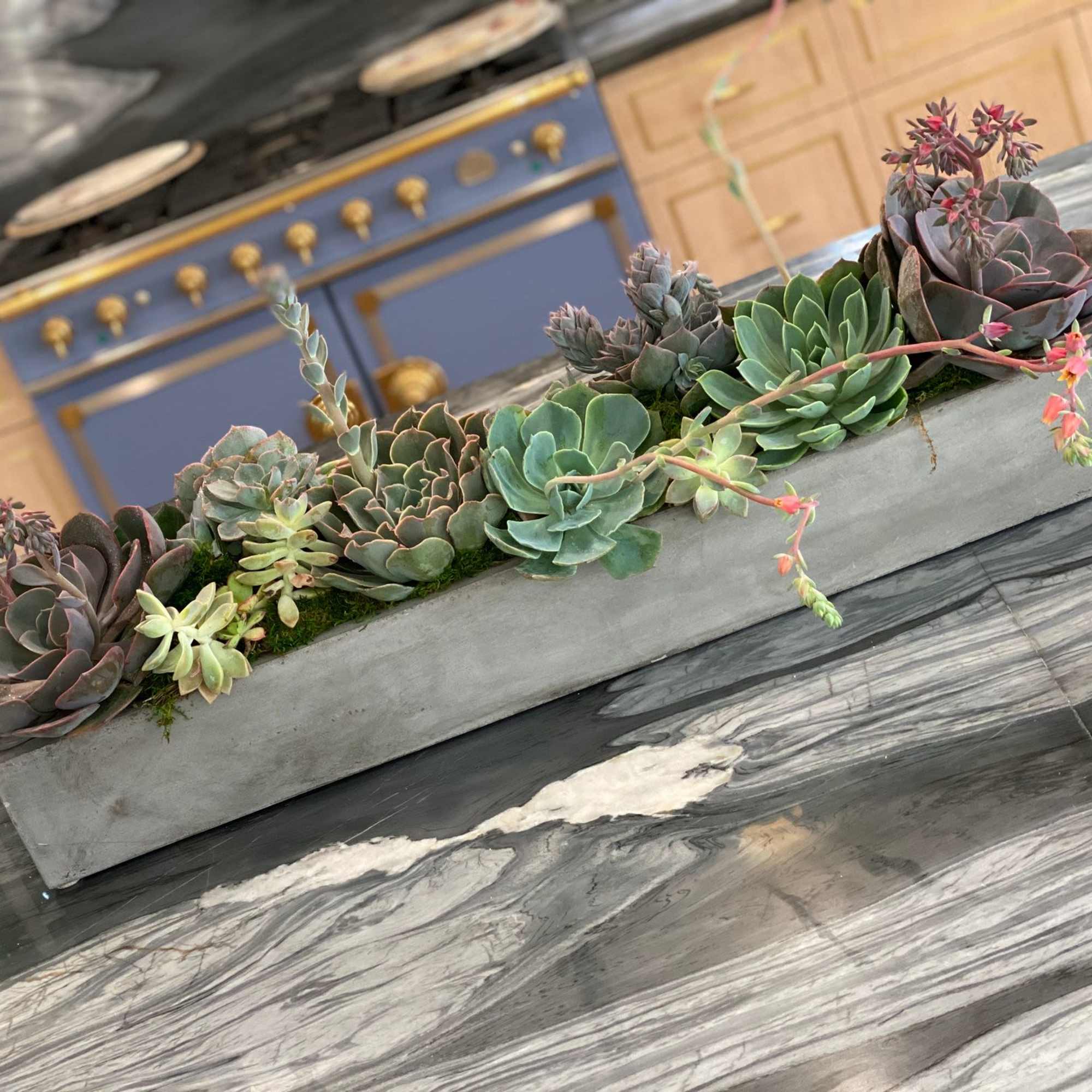 A stunning blend of large, medium, and small succulents in varying shades, photo 2 of 3