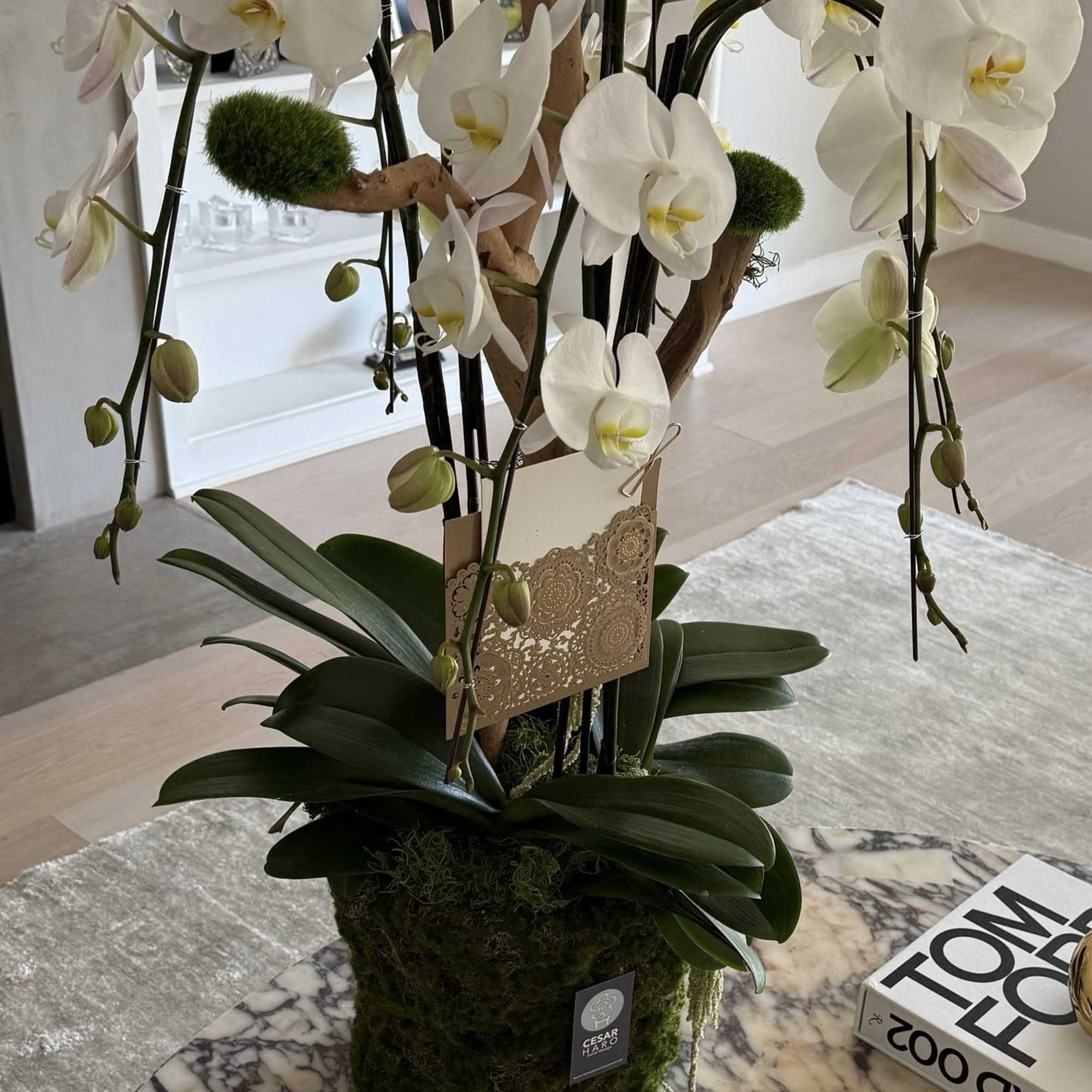 Simple but not basic orchids plant nicely arranged in a container wrapped