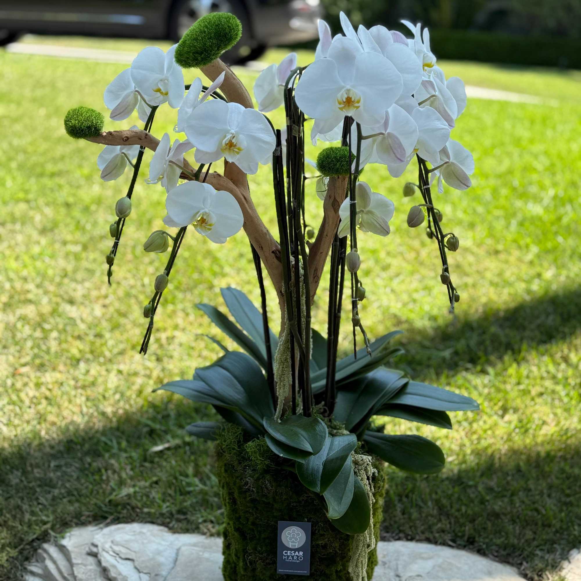 Simple but not basic orchids plant nicely arranged in a container wrapped, photo 2 of 2
