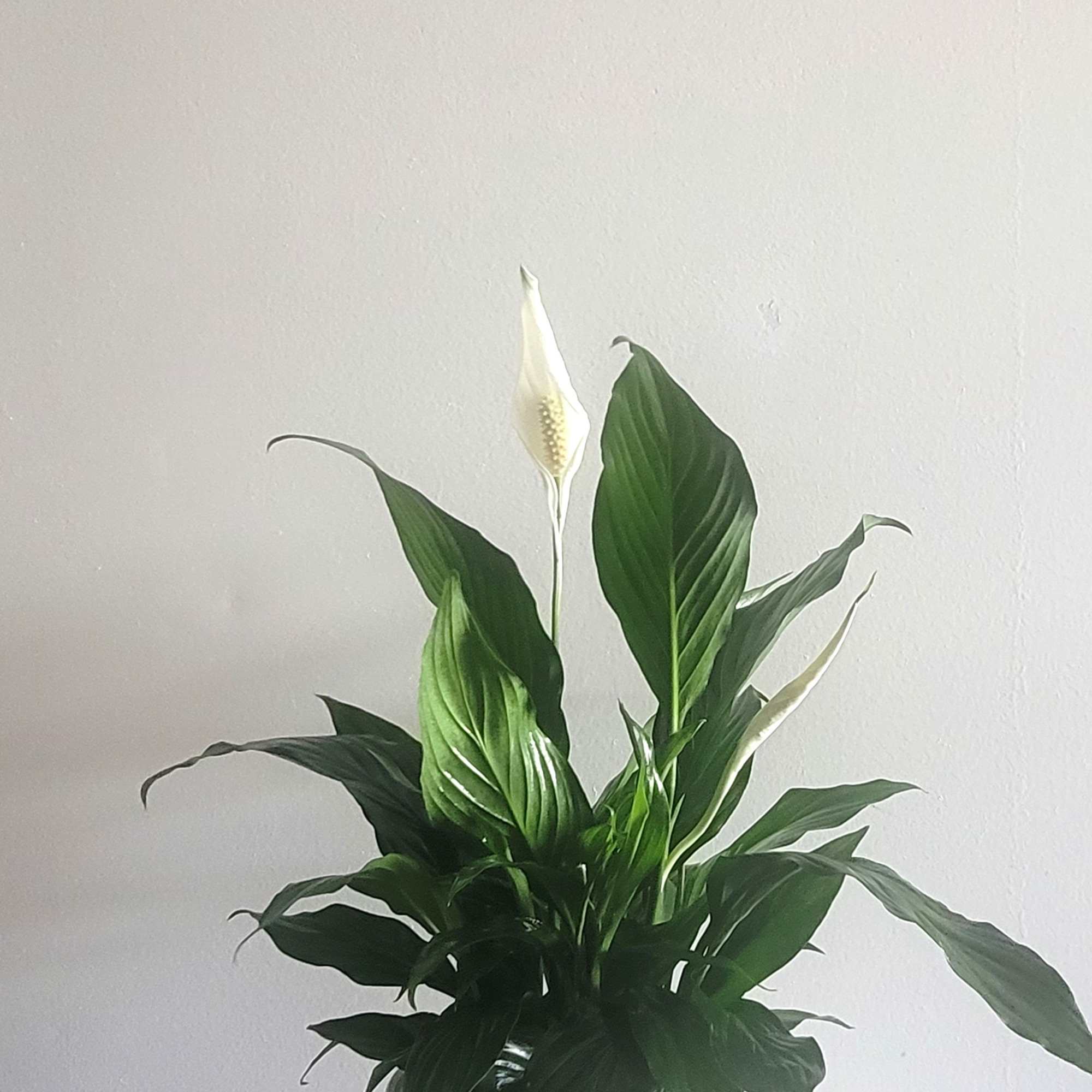 Potted peace lily with white blooms in a white planter