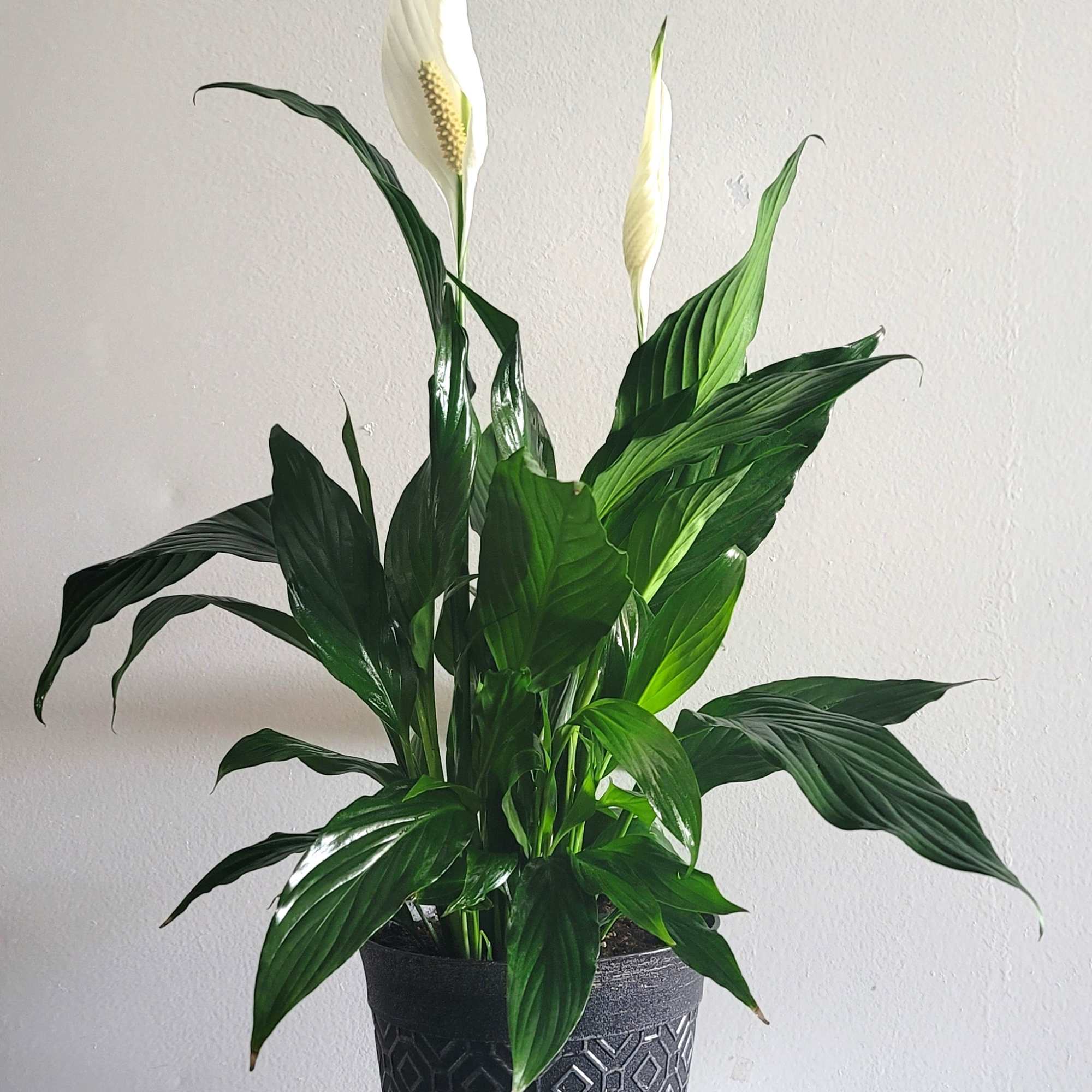 Potted peace lily with white blooms in a patterned black container