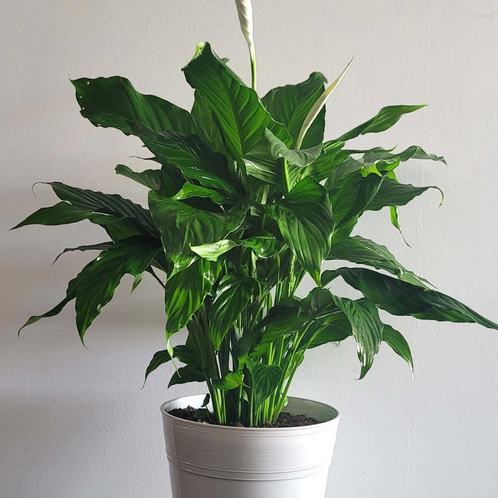 Potted peace lily plant with white blooms in a white container