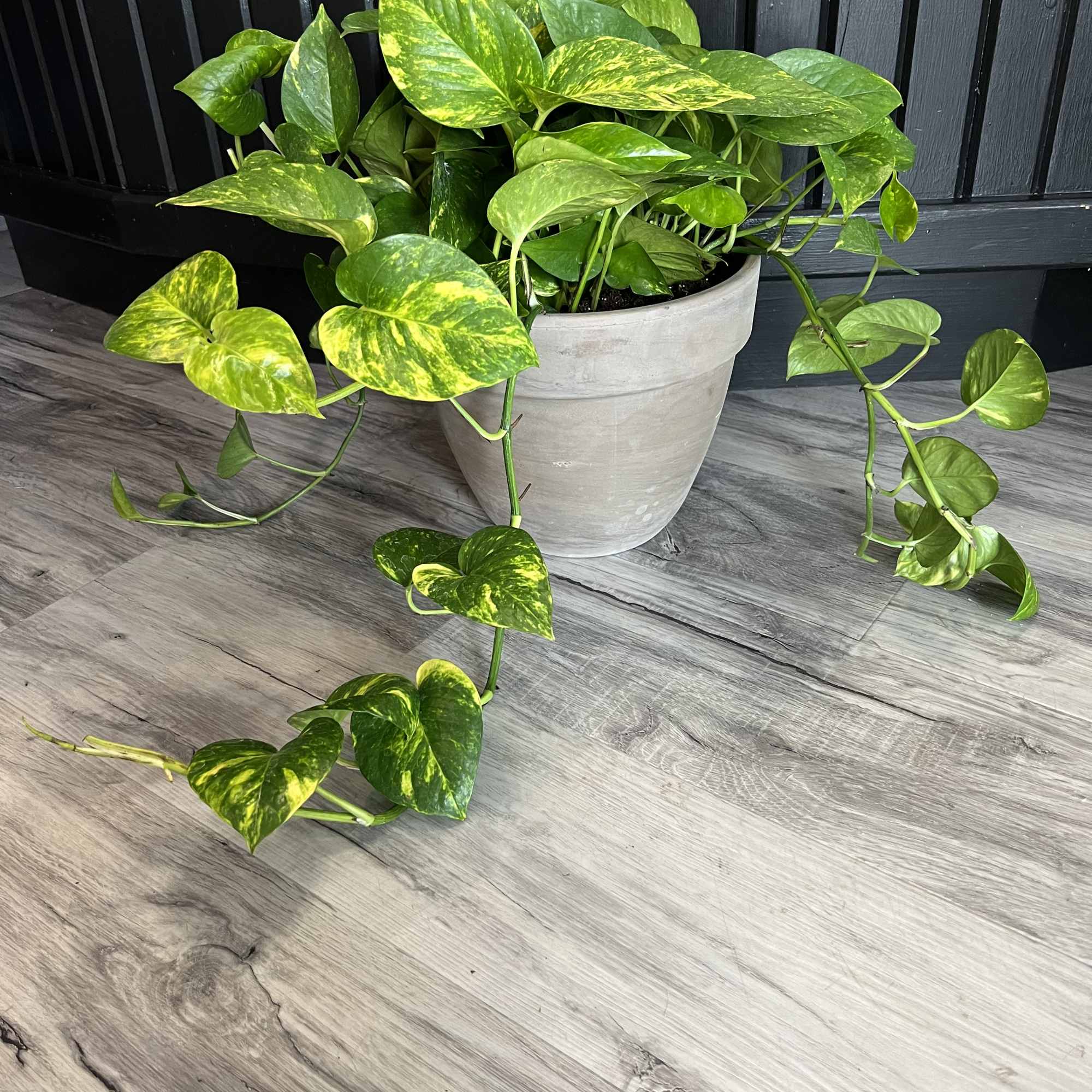 A Pothos Plant that updates any living space. Pothos Plant's are known, photo 2 of 3