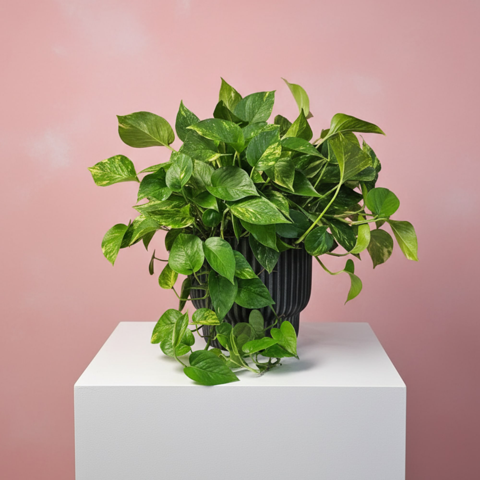 A Pothos Plant that updates any living space. Pothos Plant's are known