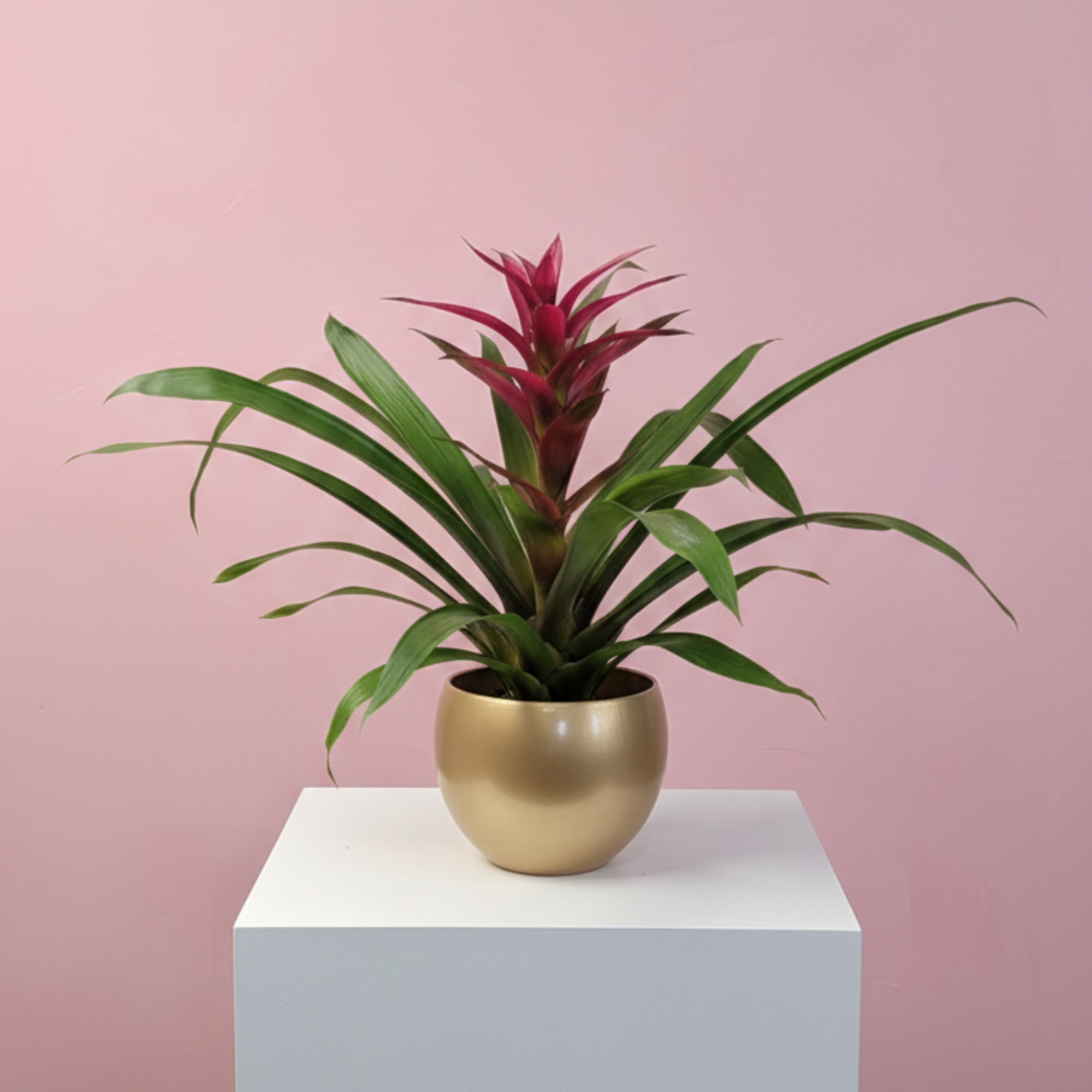 A plant with a cool shape, bright color, that works as an