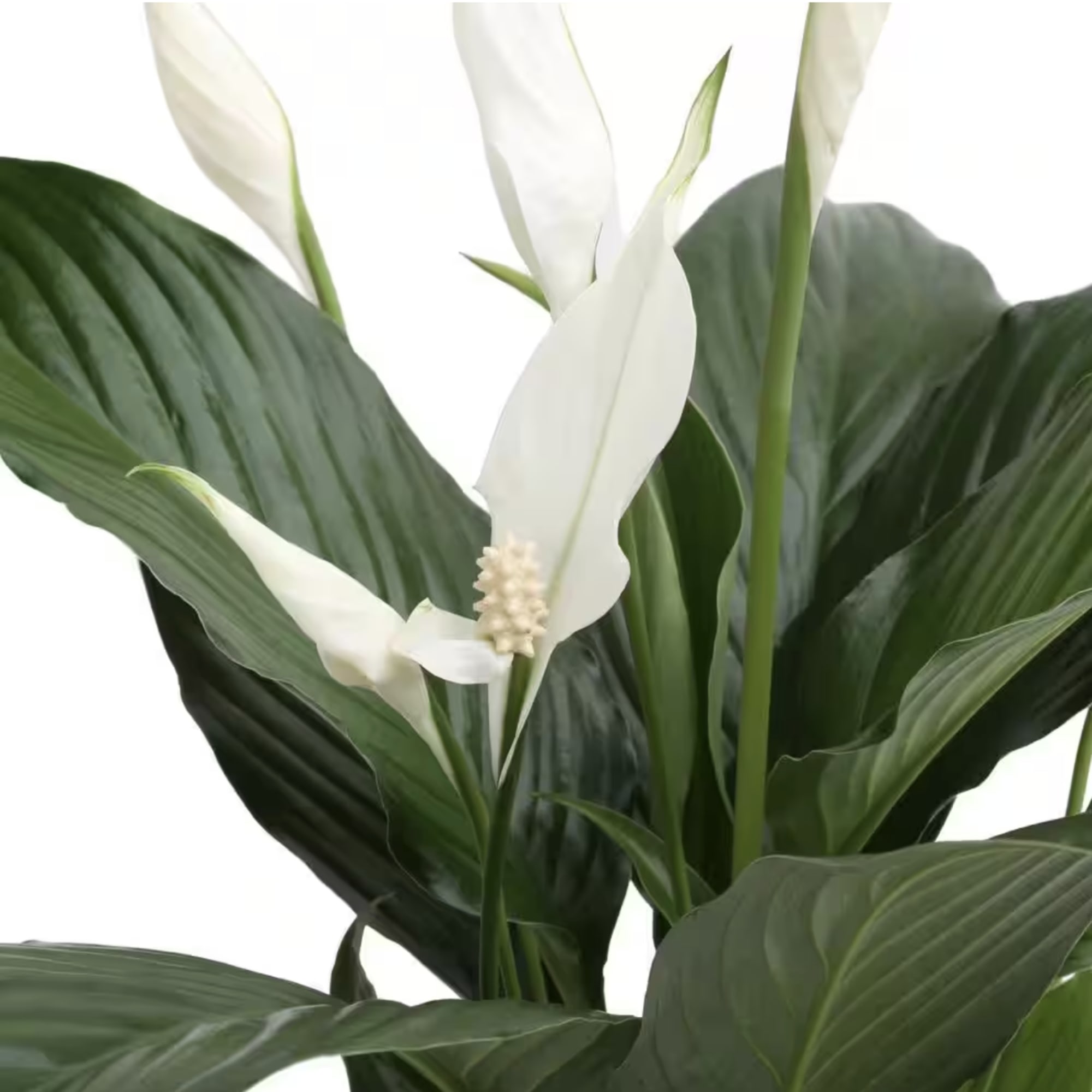 Like many plants, peace lilies carry symbolism. The peace lily's meaning is, photo 2 of 2
