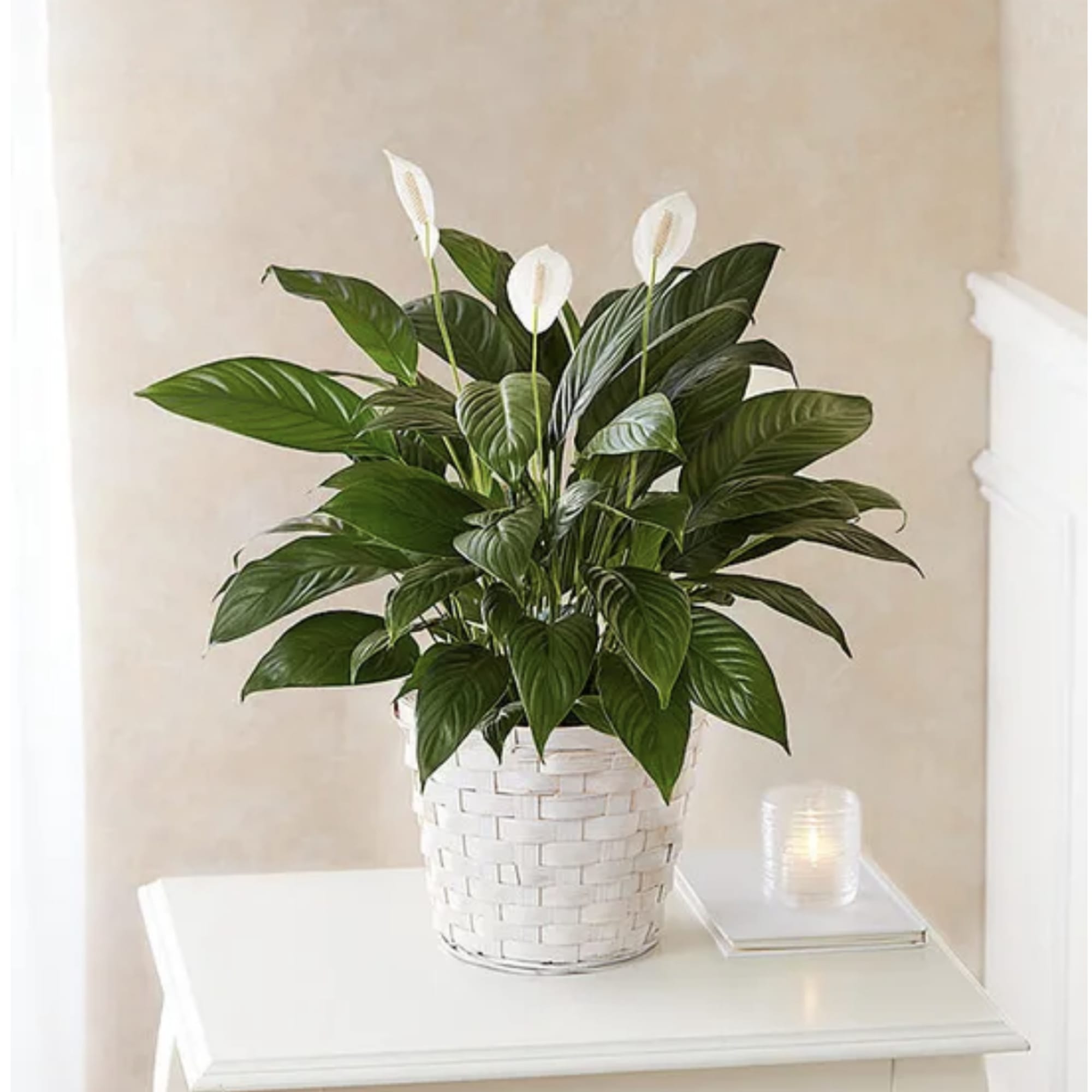 Like many plants, peace lilies carry symbolism. The peace lily's meaning is