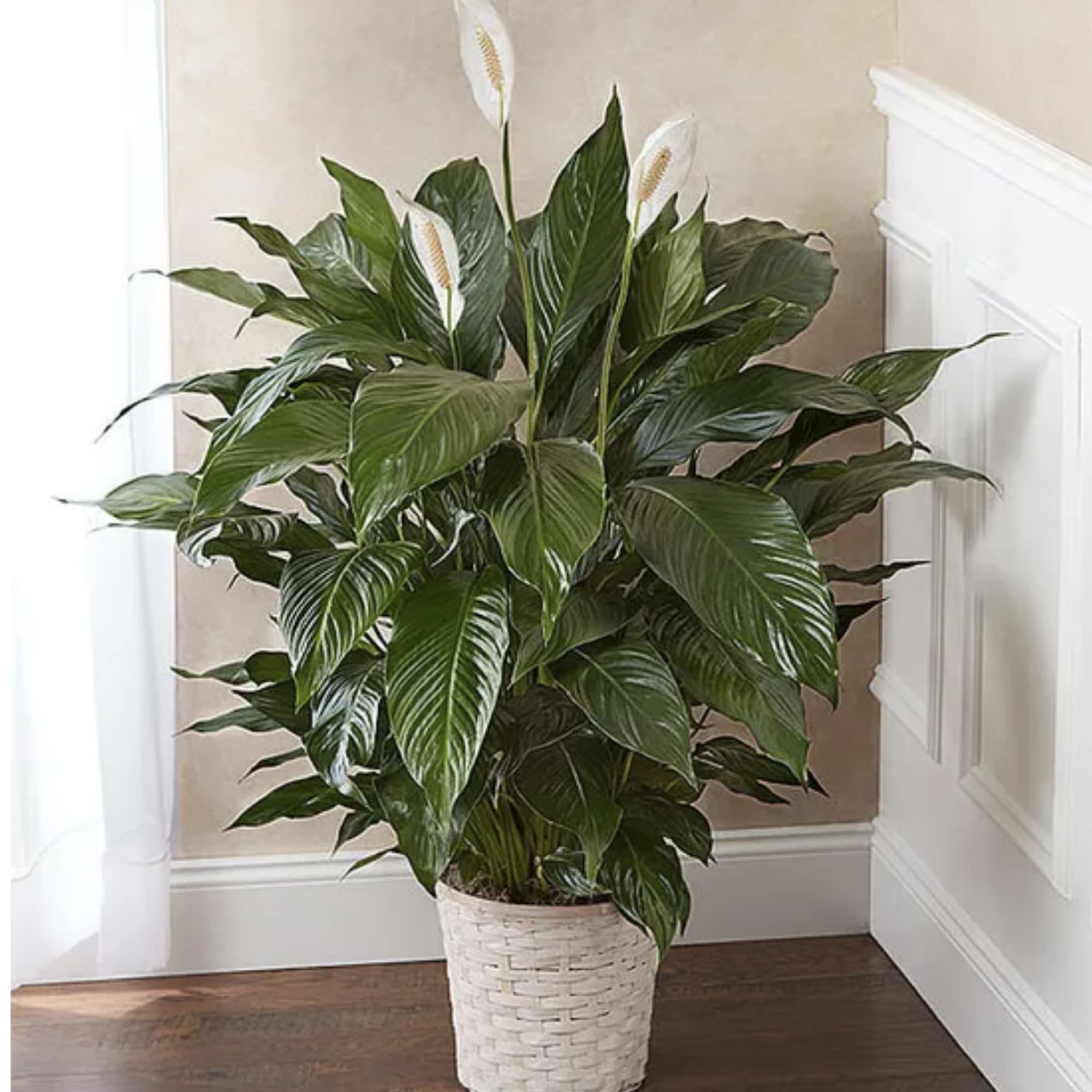 Like many plants, peace lilies carry symbolism. The peace lily's meaning is