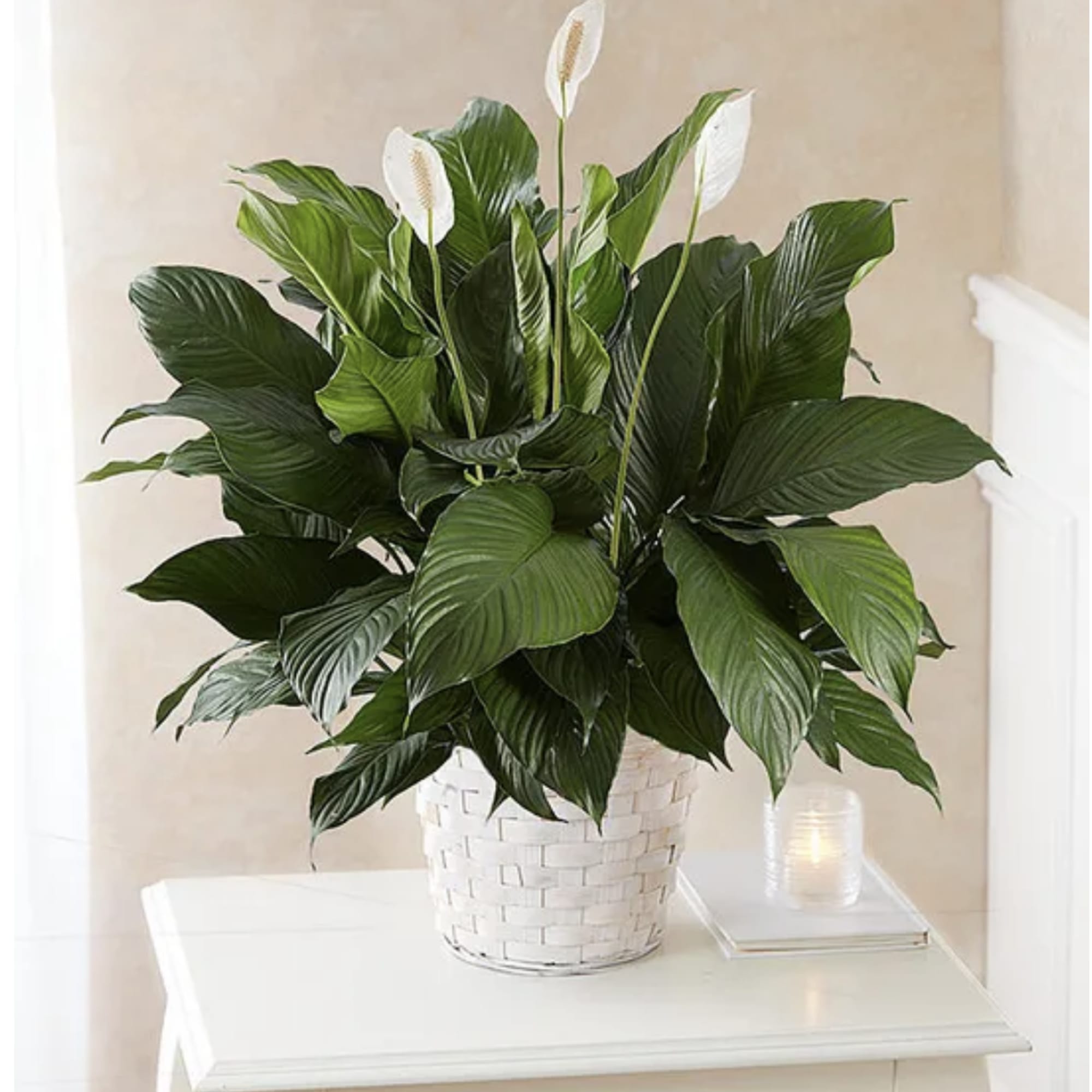 Like many plants, peace lilies carry symbolism. The peace lily's meaning is