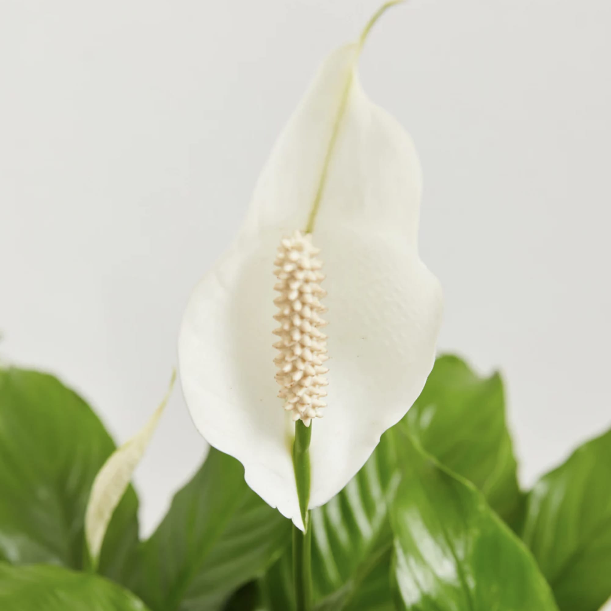 Like many plants, peace lilies carry symbolism. The peace lily's meaning is, photo 2 of 2