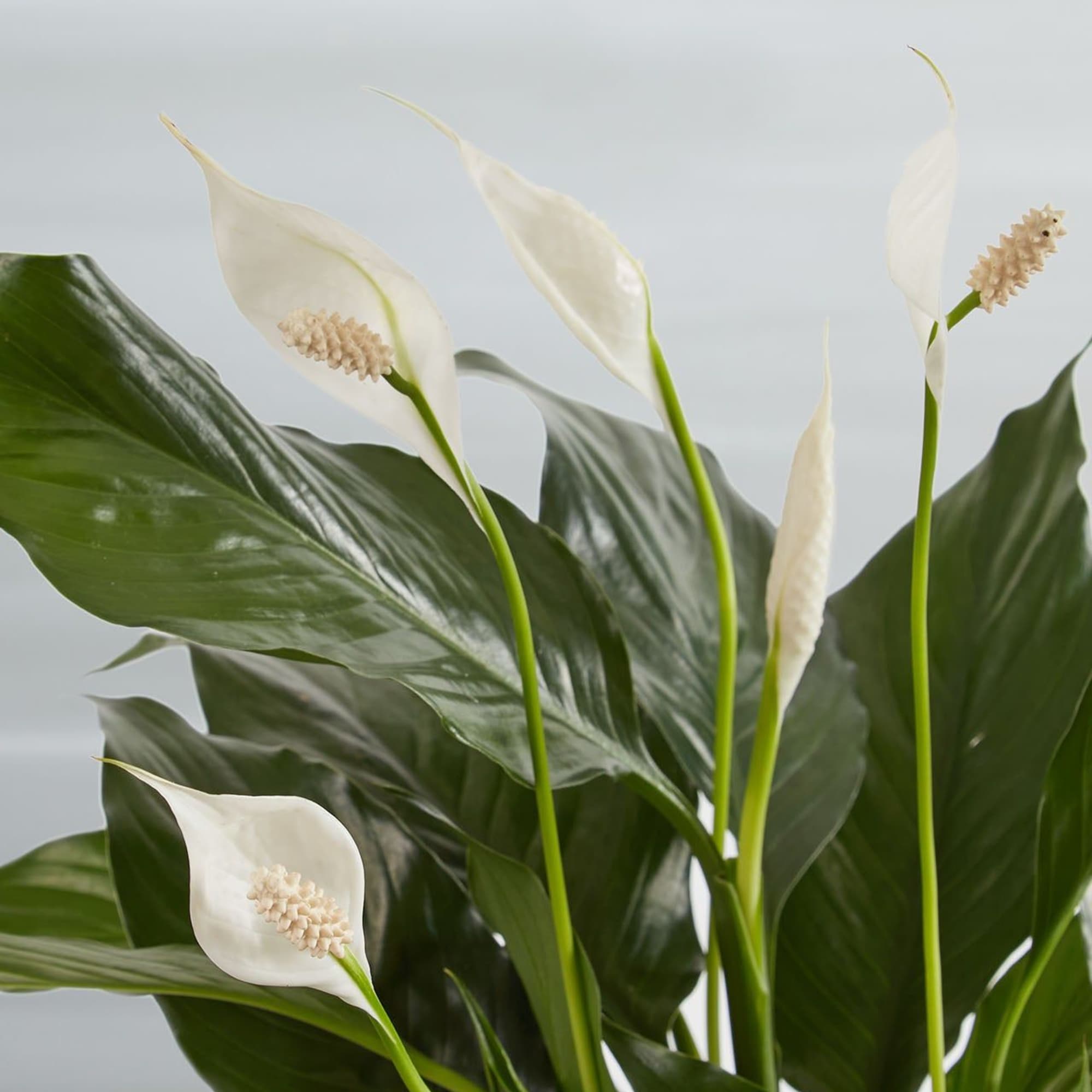 Like many plants, peace lilies carry symbolism. The peace lily's meaning is, photo 2 of 2