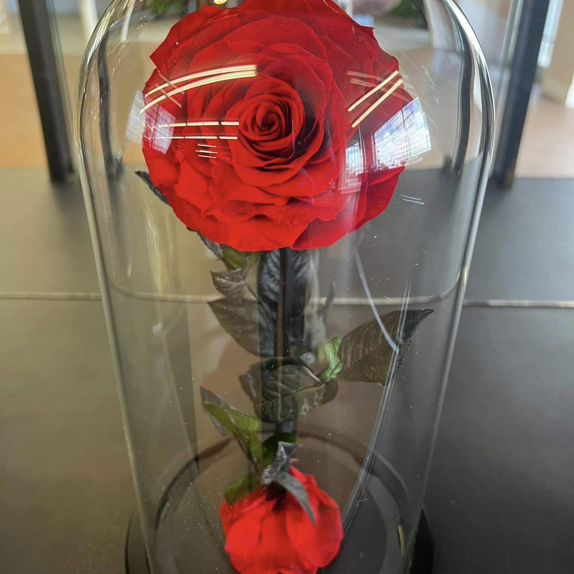 Single red rose under a clear glass dome