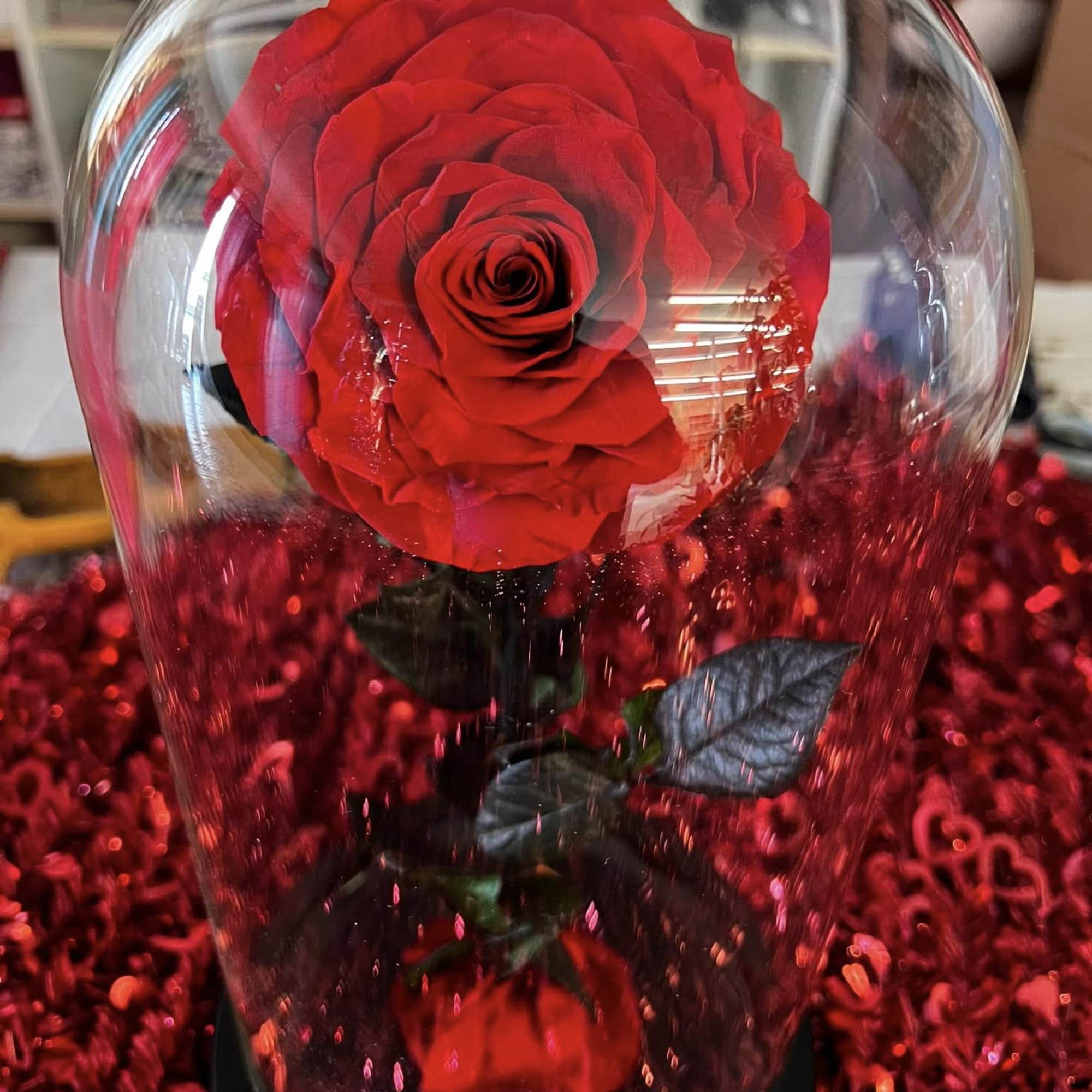 Single red rose under a clear glass dome with red decorative filler