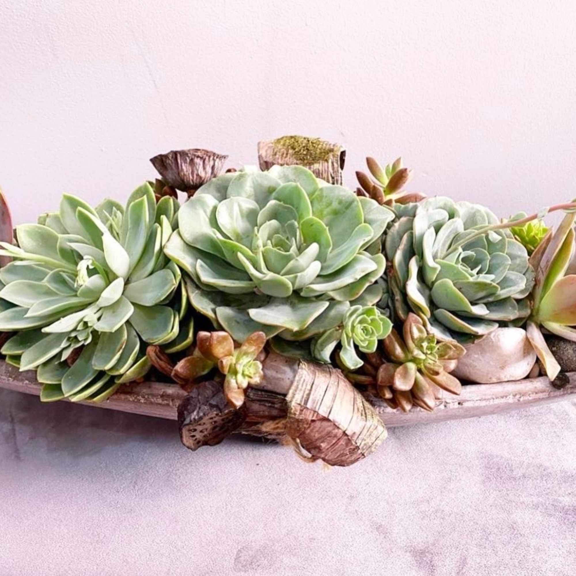 Succulent arrangement in a shallow wooden container