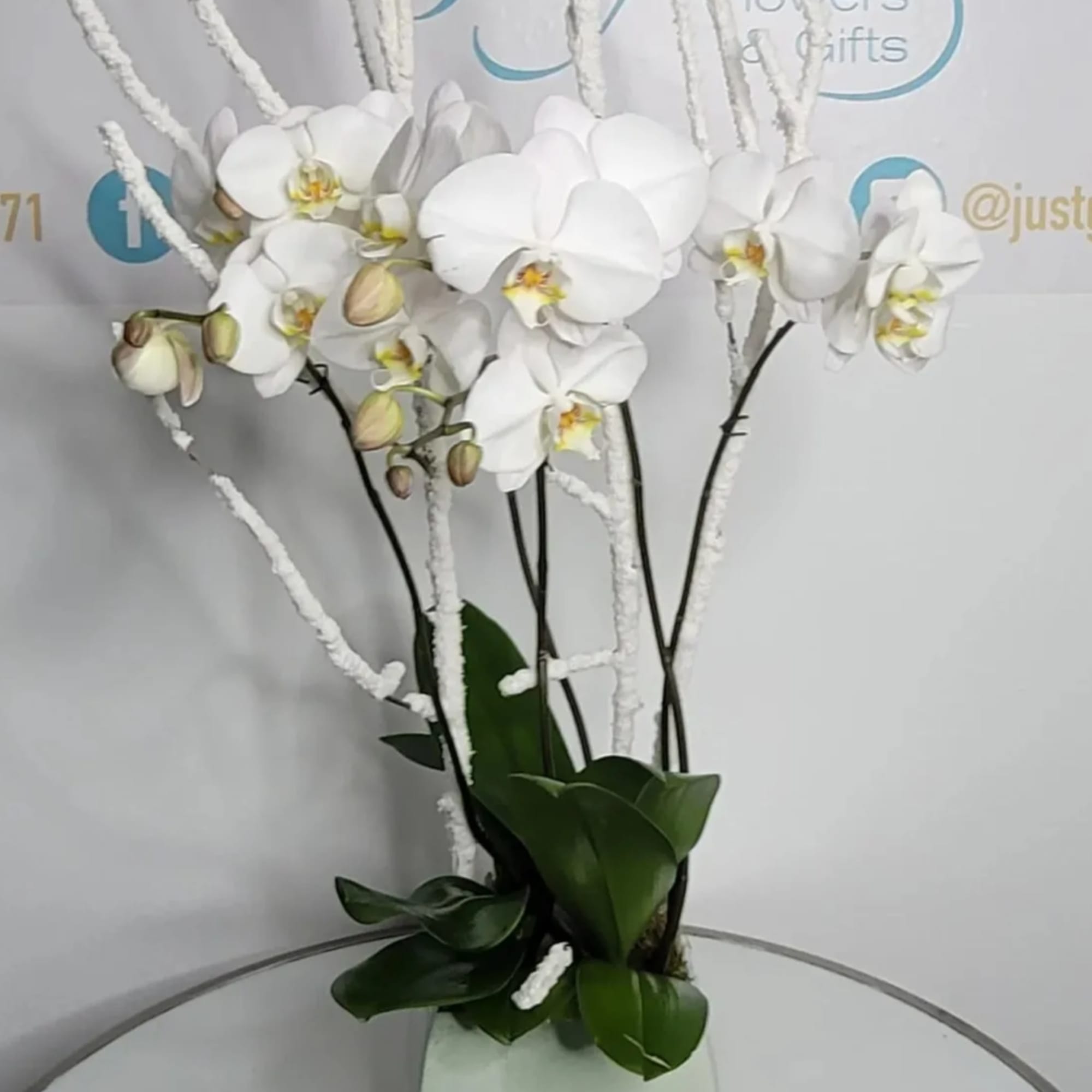 White orchids in a square planter with tall white decorative stems