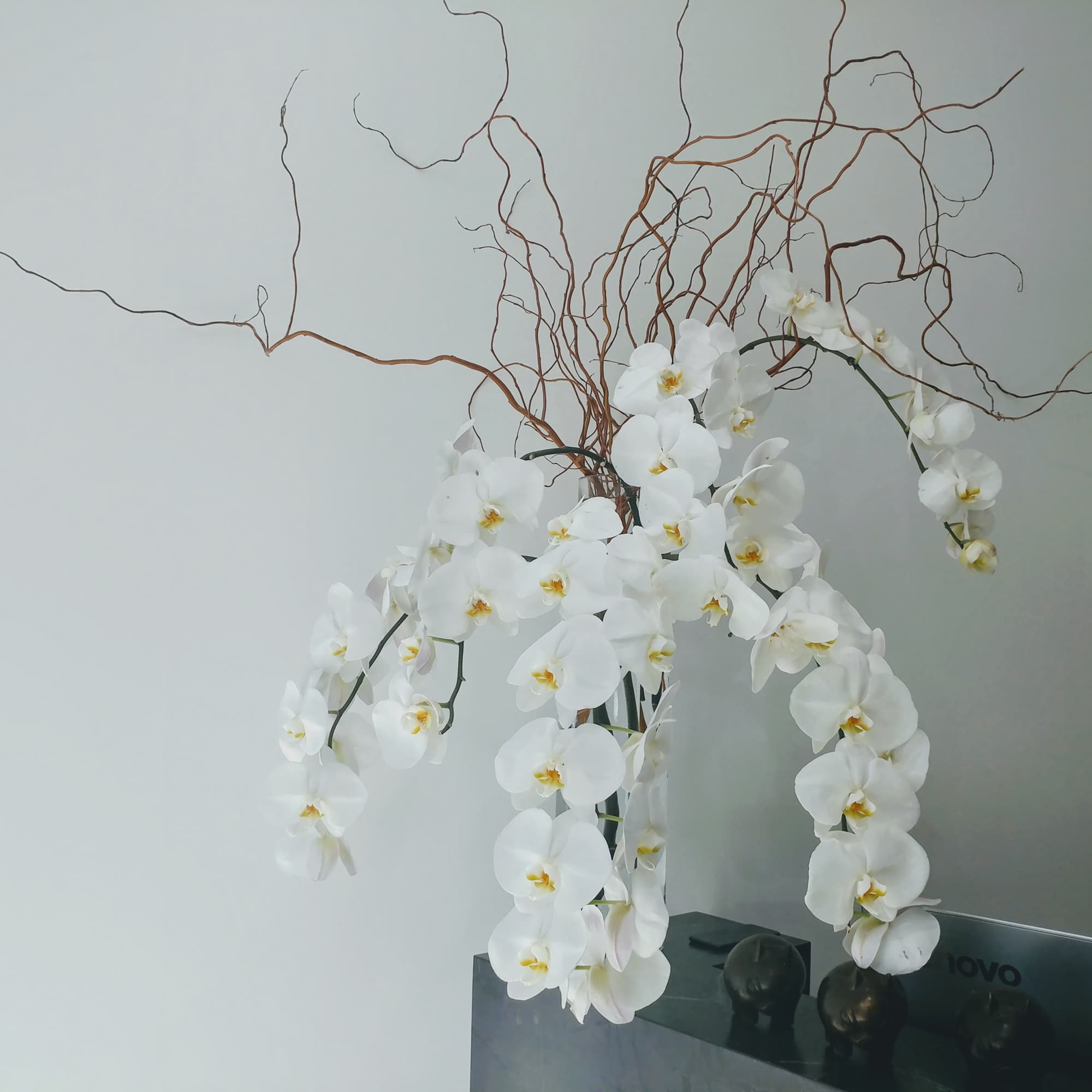 White orchid arrangement with curly branches in a vase