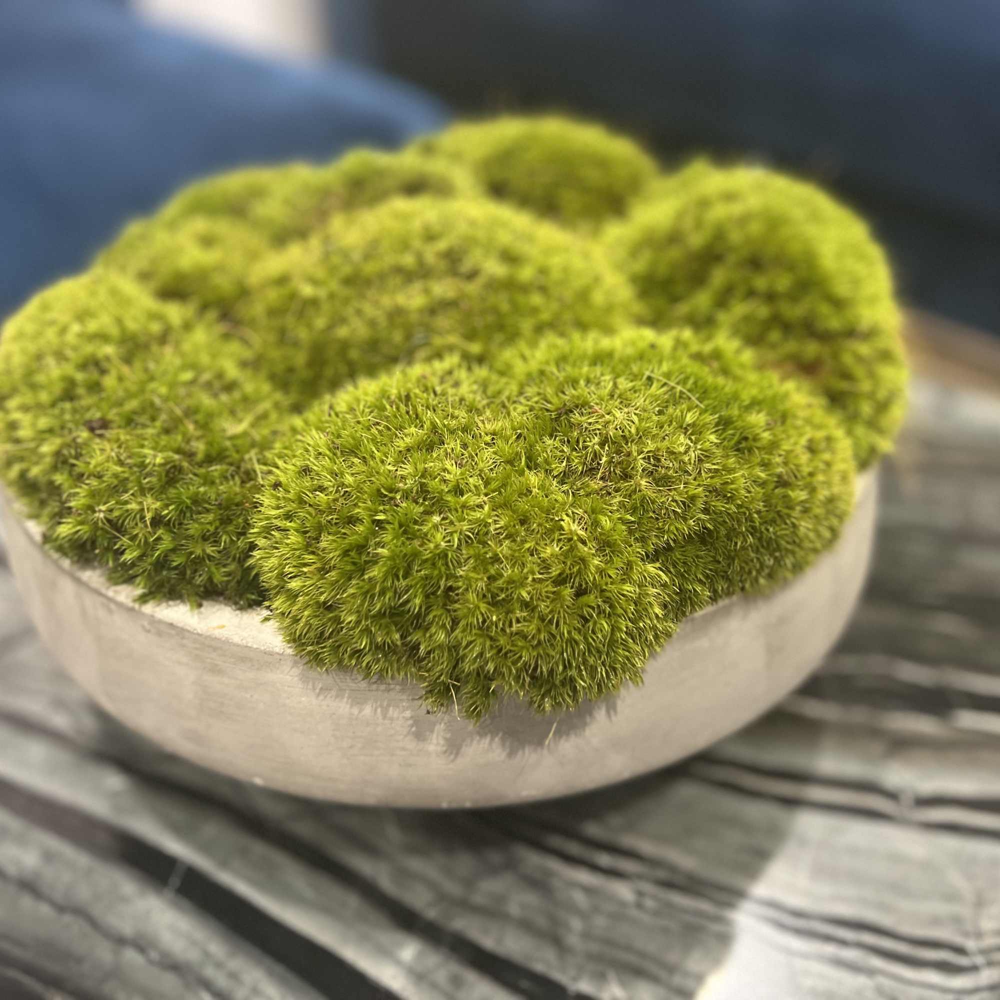 Green moss balls arranged in a shallow white bowl