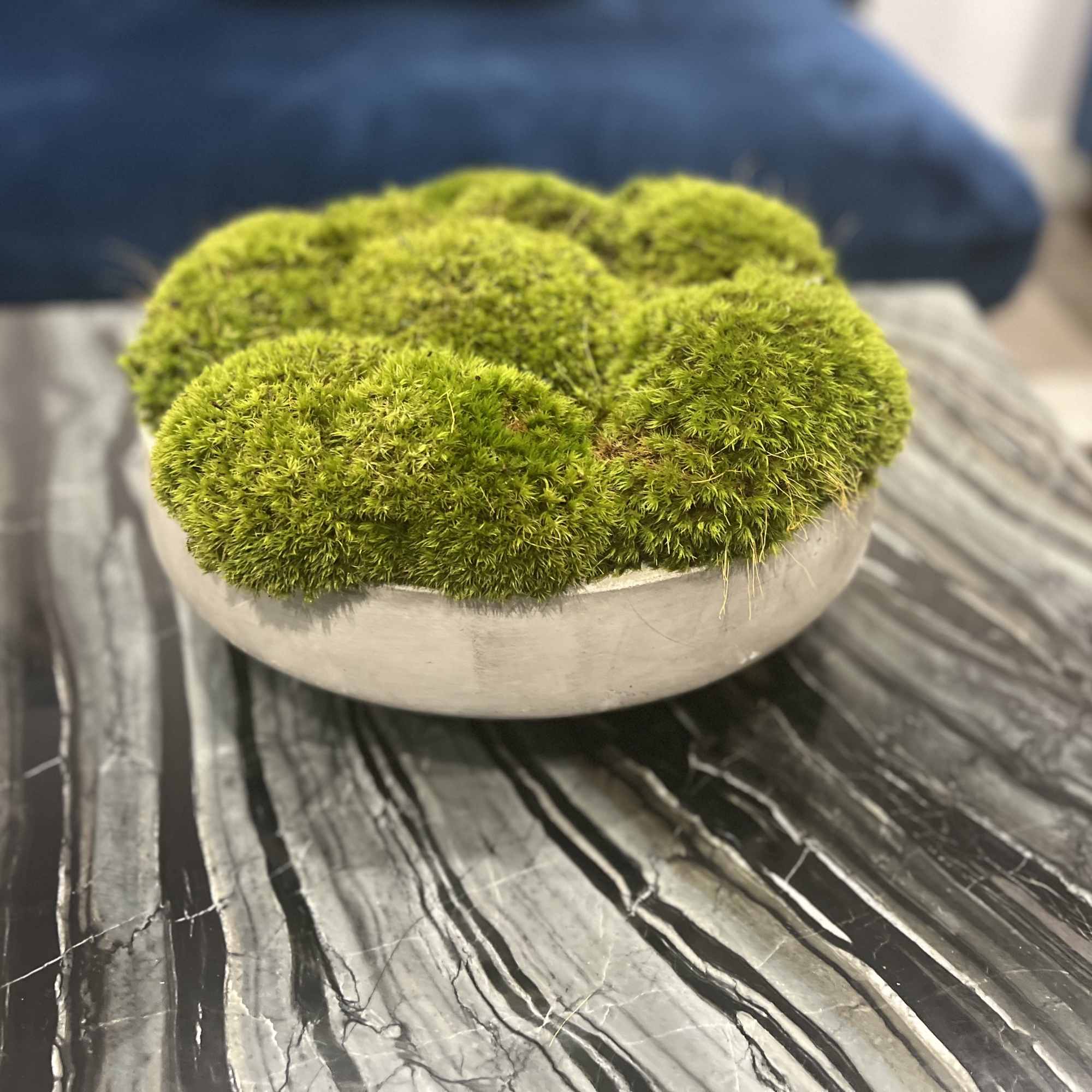 Green moss balls arranged in a shallow white bowl