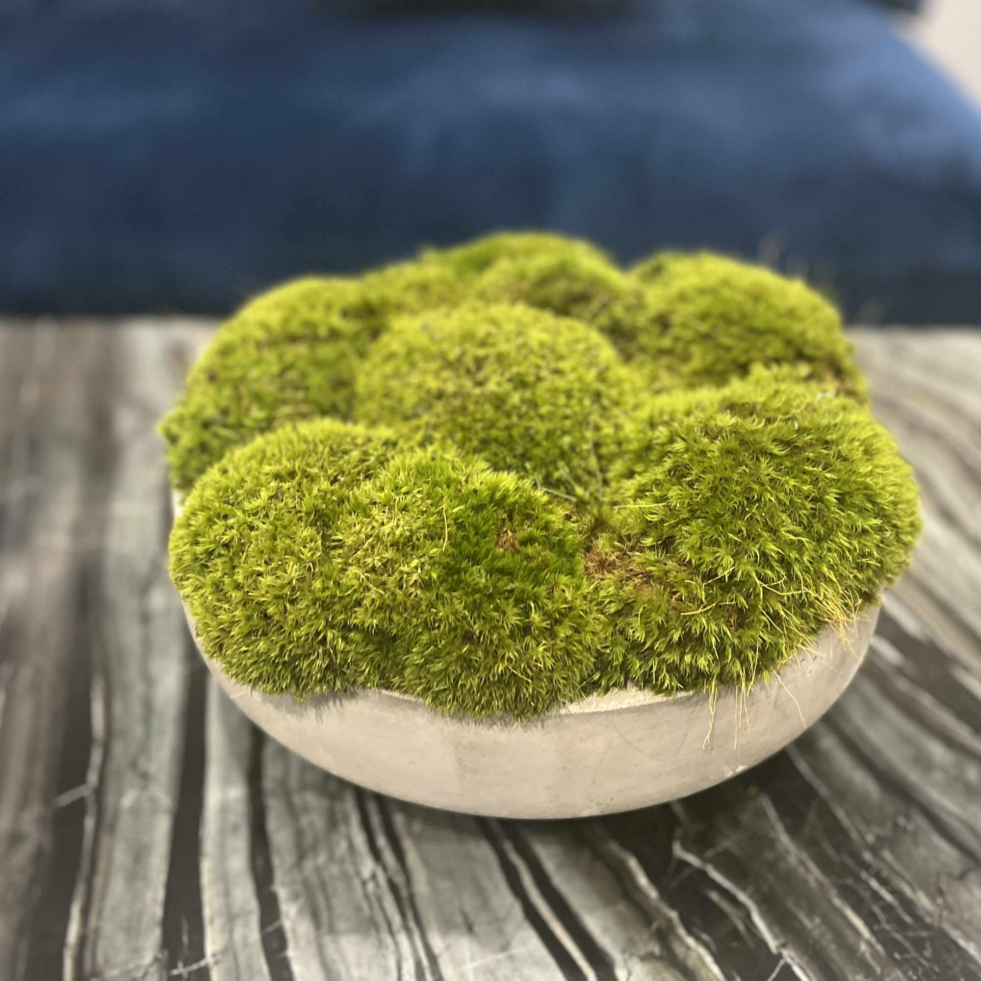 Low bowl filled with bright green moss mounds