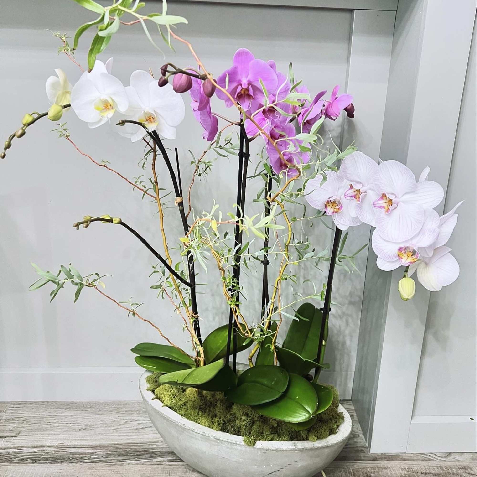 Orchid arrangement in a shallow white planter with white and pink blooms