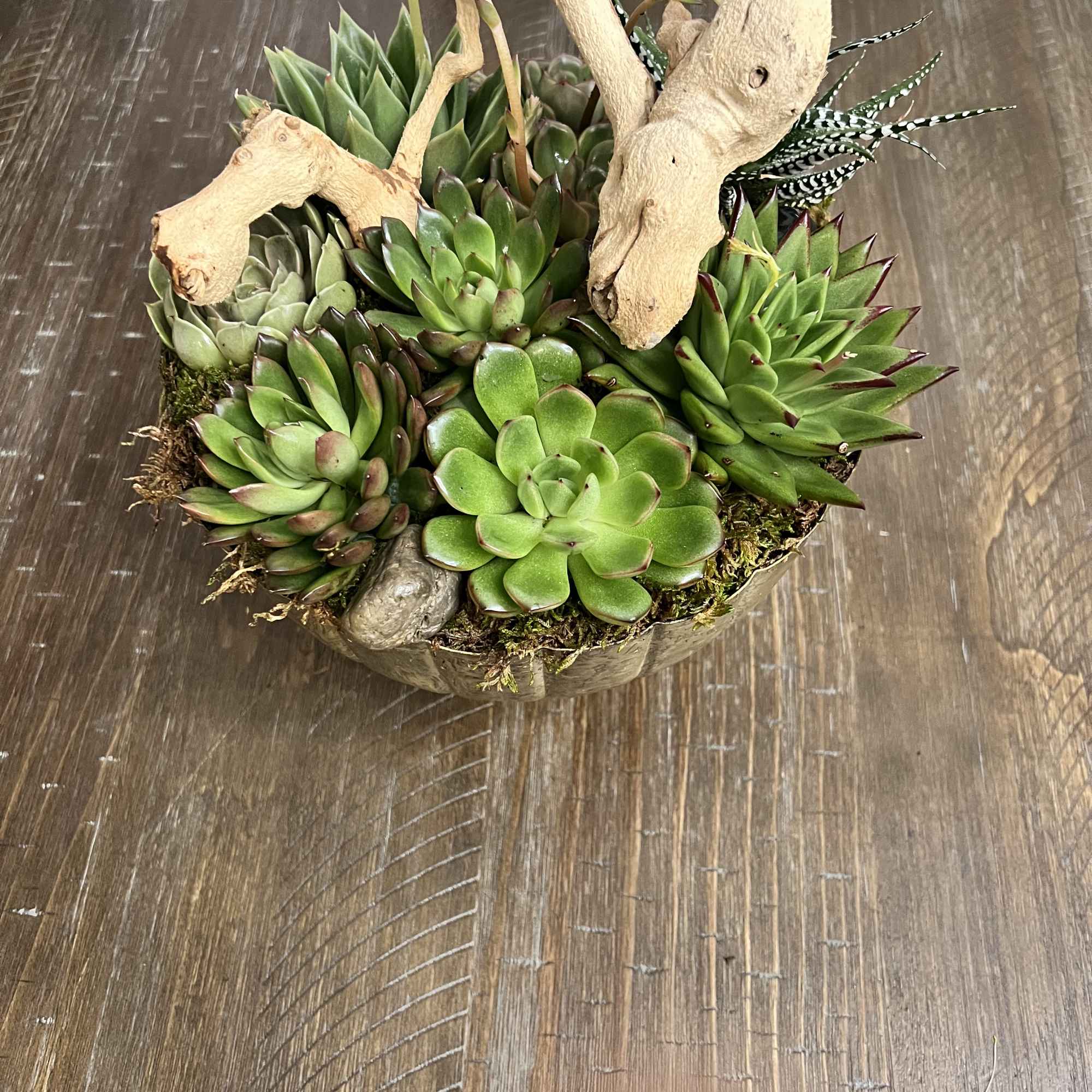 Succulent arrangement in a shallow container with driftwood accents