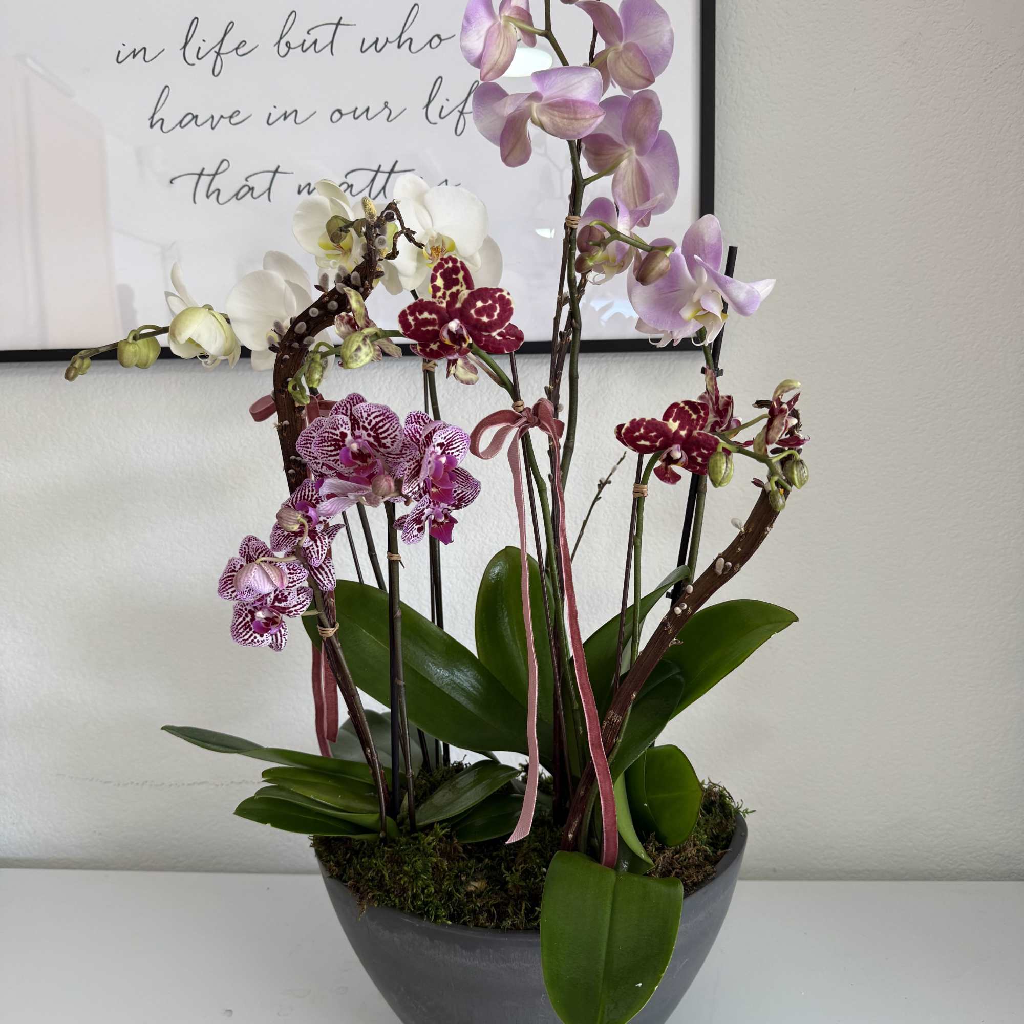 Potted orchid arrangement with pink, white, and burgundy blooms