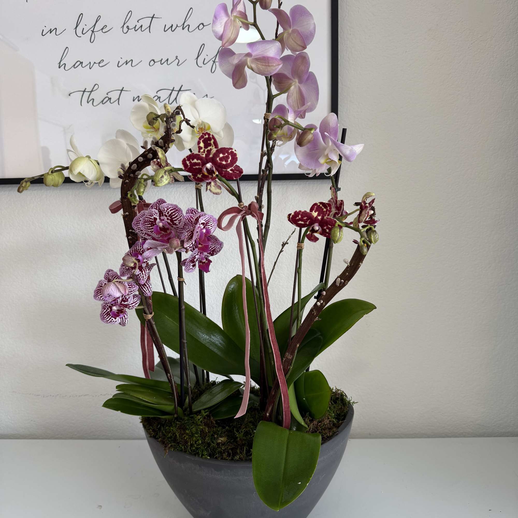 Potted orchid arrangement with pink, white, and burgundy blooms, photo 2 of 2