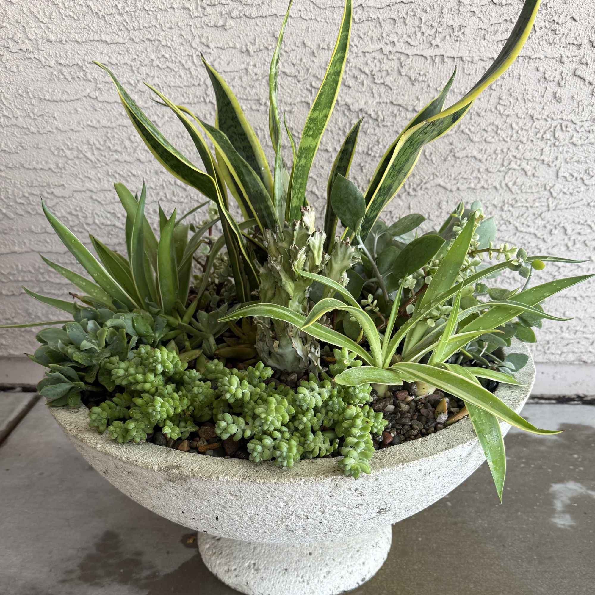 Mixed succulent planter in a white pedestal bowl