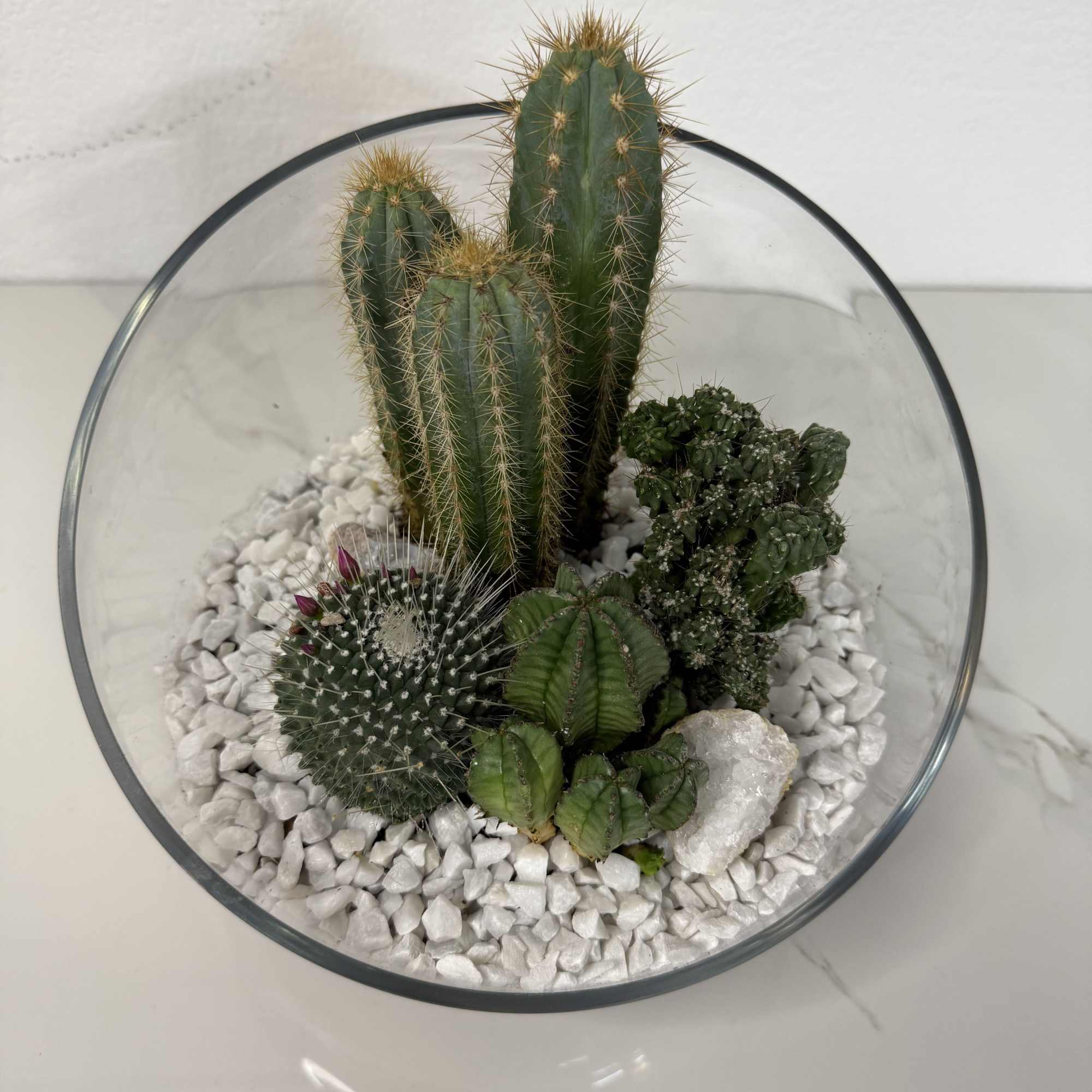 Glass bowl terrarium with several cacti and white stones, photo 2 of 2