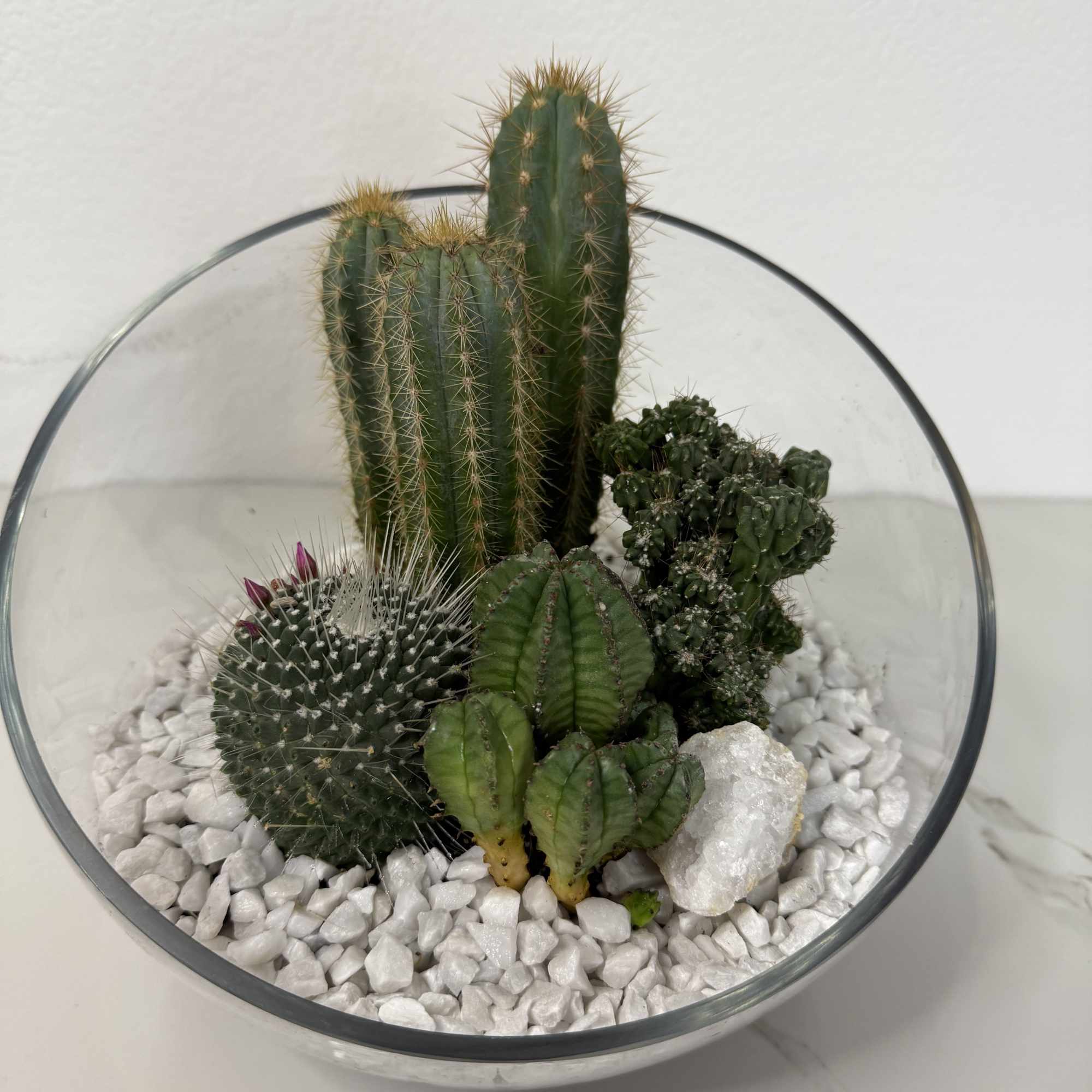 Glass bowl terrarium with several cacti and white stones