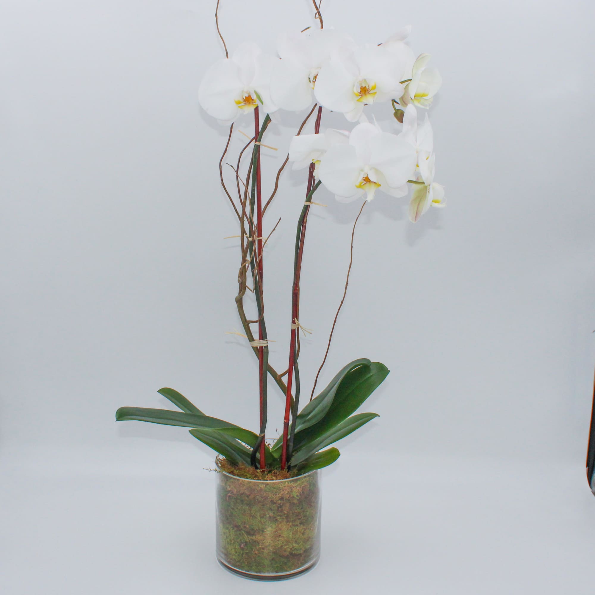 White orchid plant in a clear glass cylinder vase