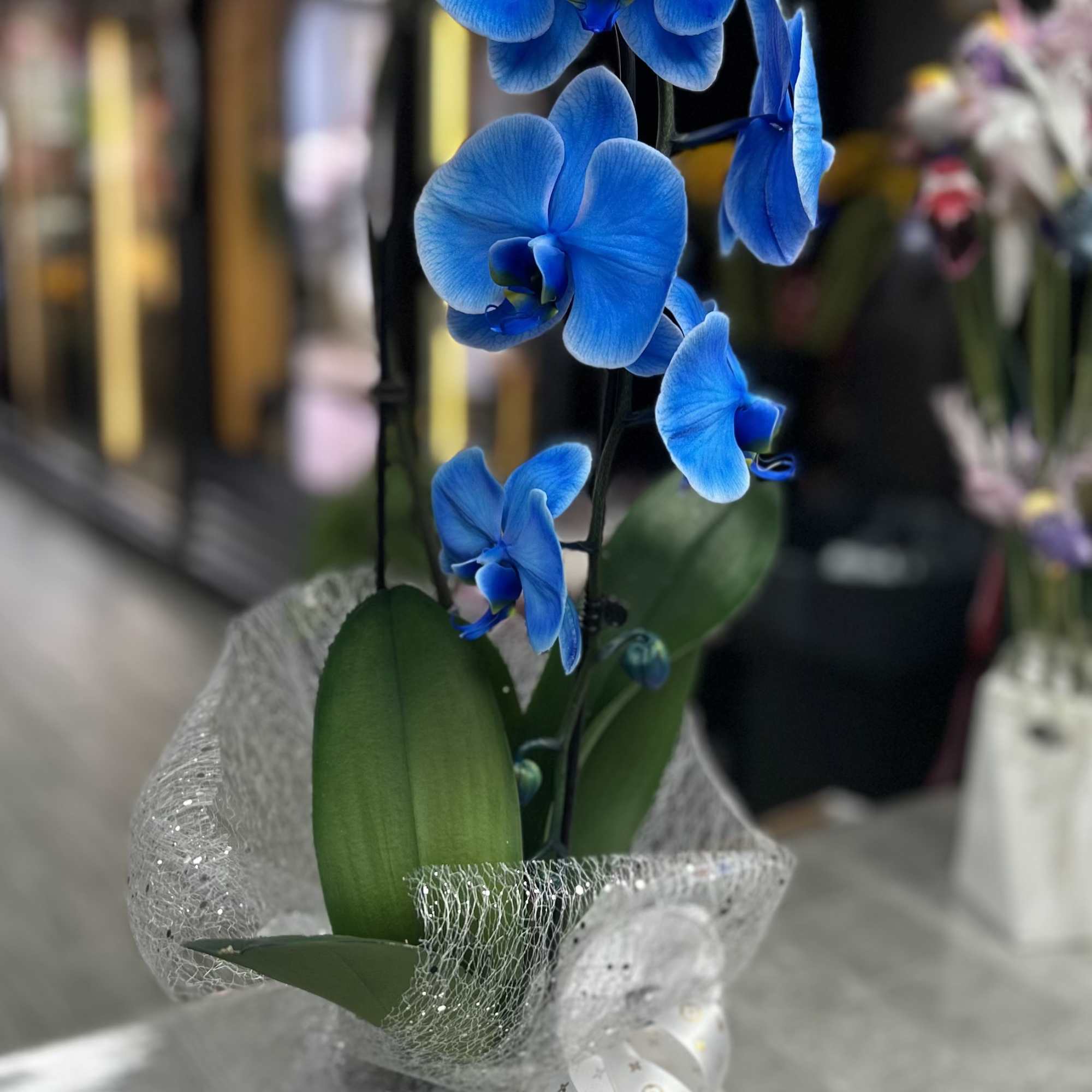 A single-stem or multi-stem Phalaenopsis orchid in vivid blue makes a striking