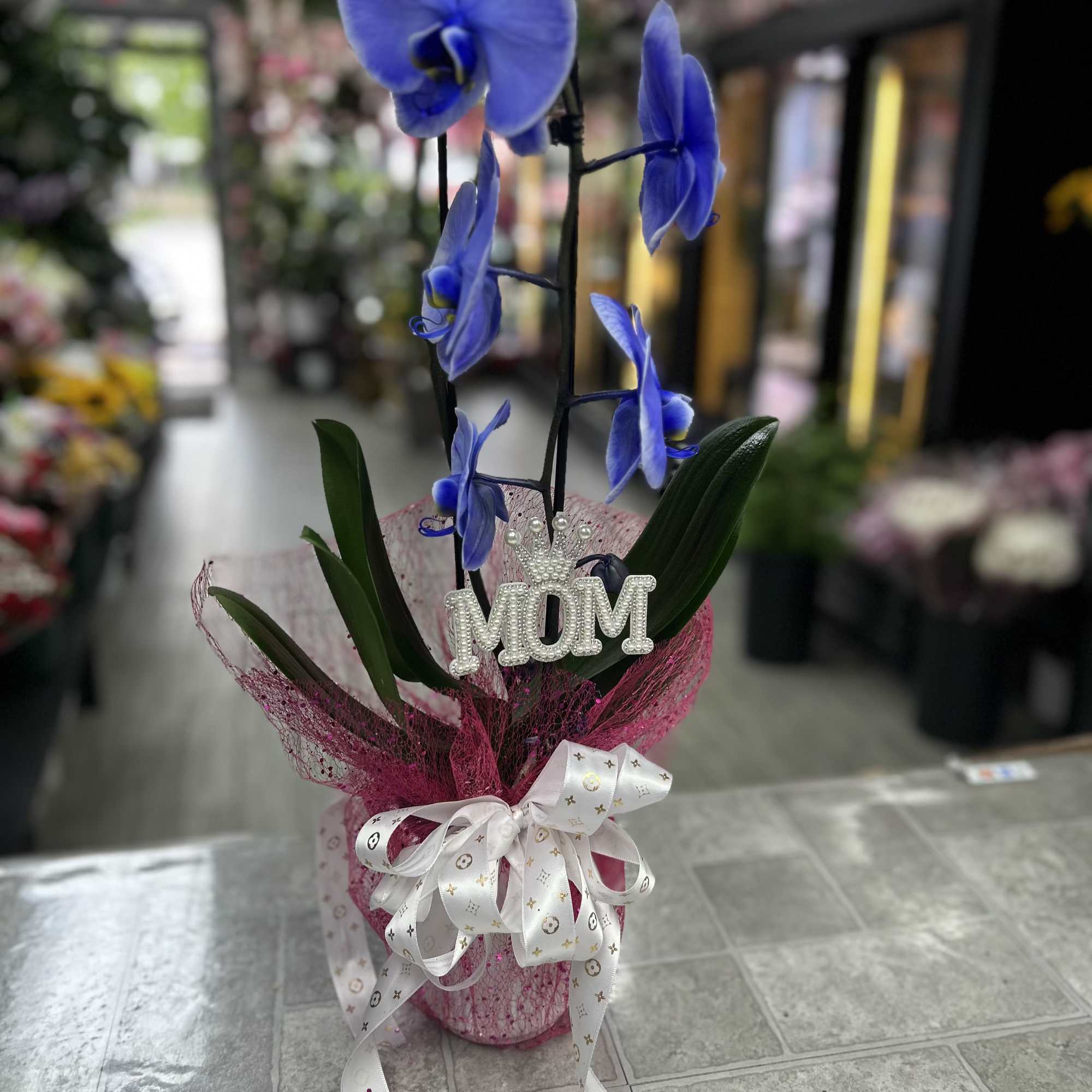 Vivid blue Phalaenopsis orchids burst from a compact pink-wrapped base, making this