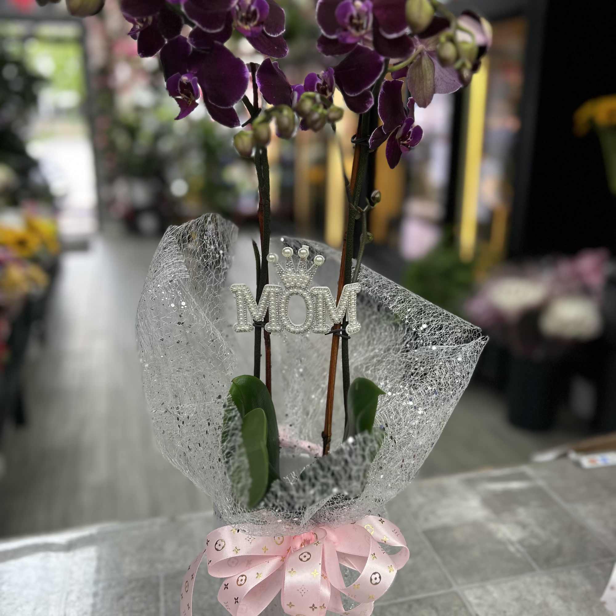 Deep purple Phalaenopsis orchids-each bloom rich and velvety-rise from a compact pot