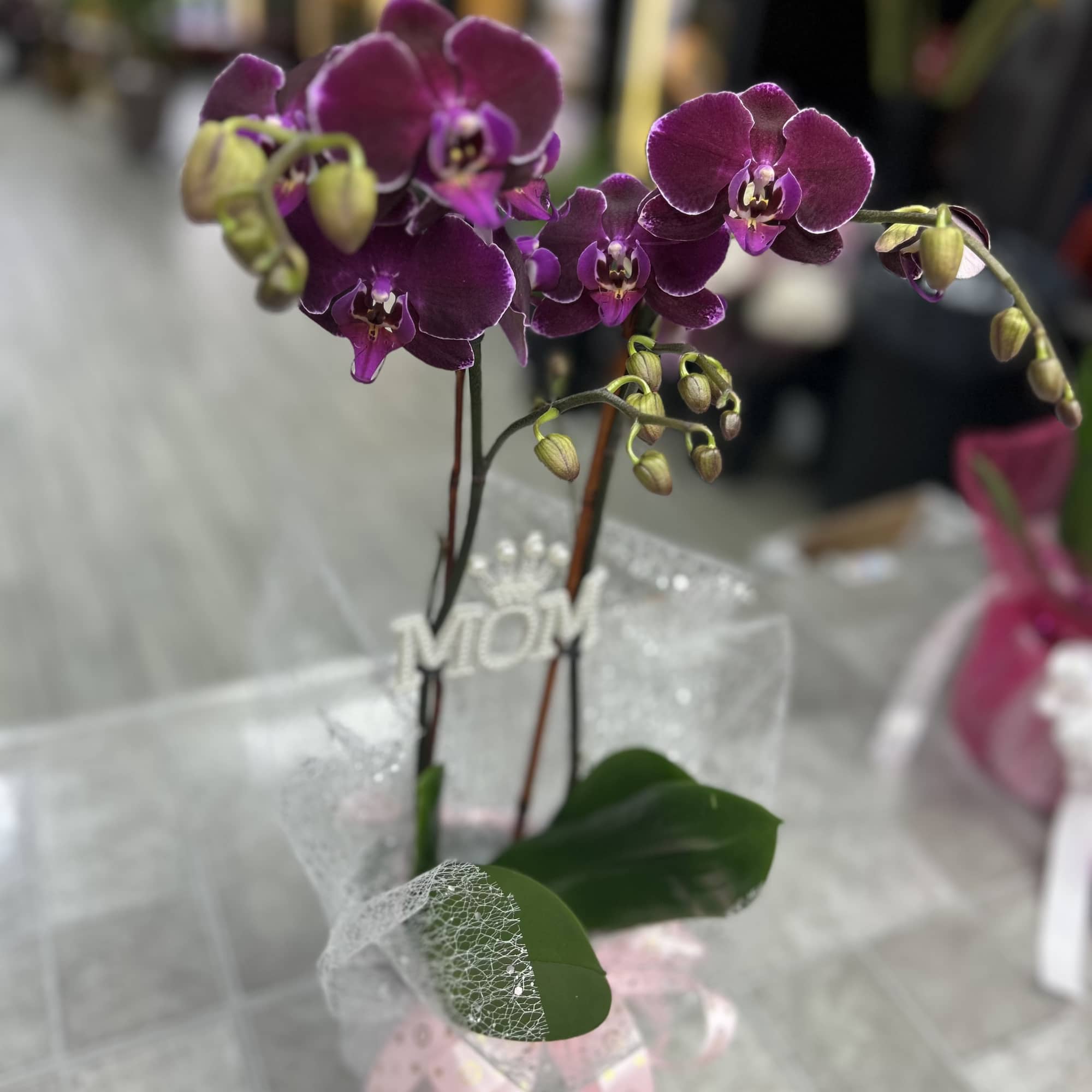 Deep purple Phalaenopsis orchids-each bloom rich and velvety-rise from a compact pot, photo 2 of 2