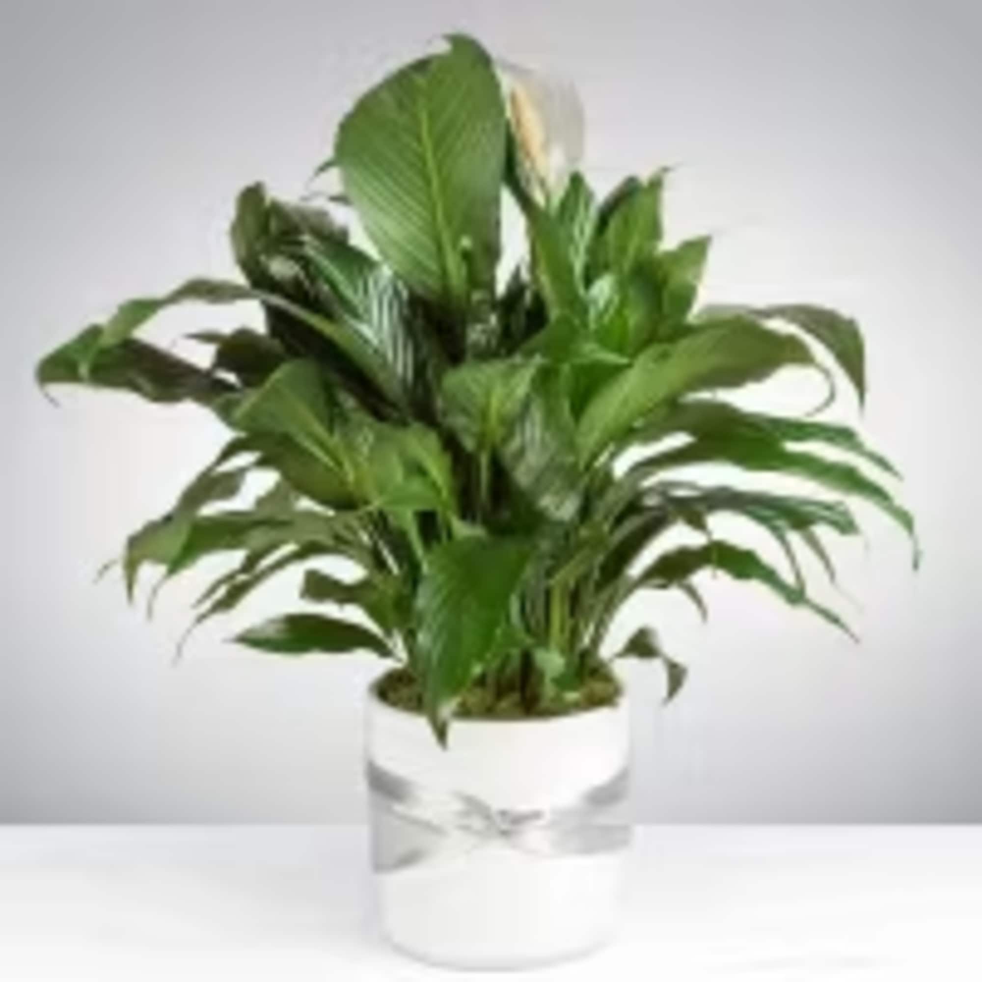 Send your condolences with this Spathiphyllum plant. APPROXIMATE DIMENSIONS: 36" H