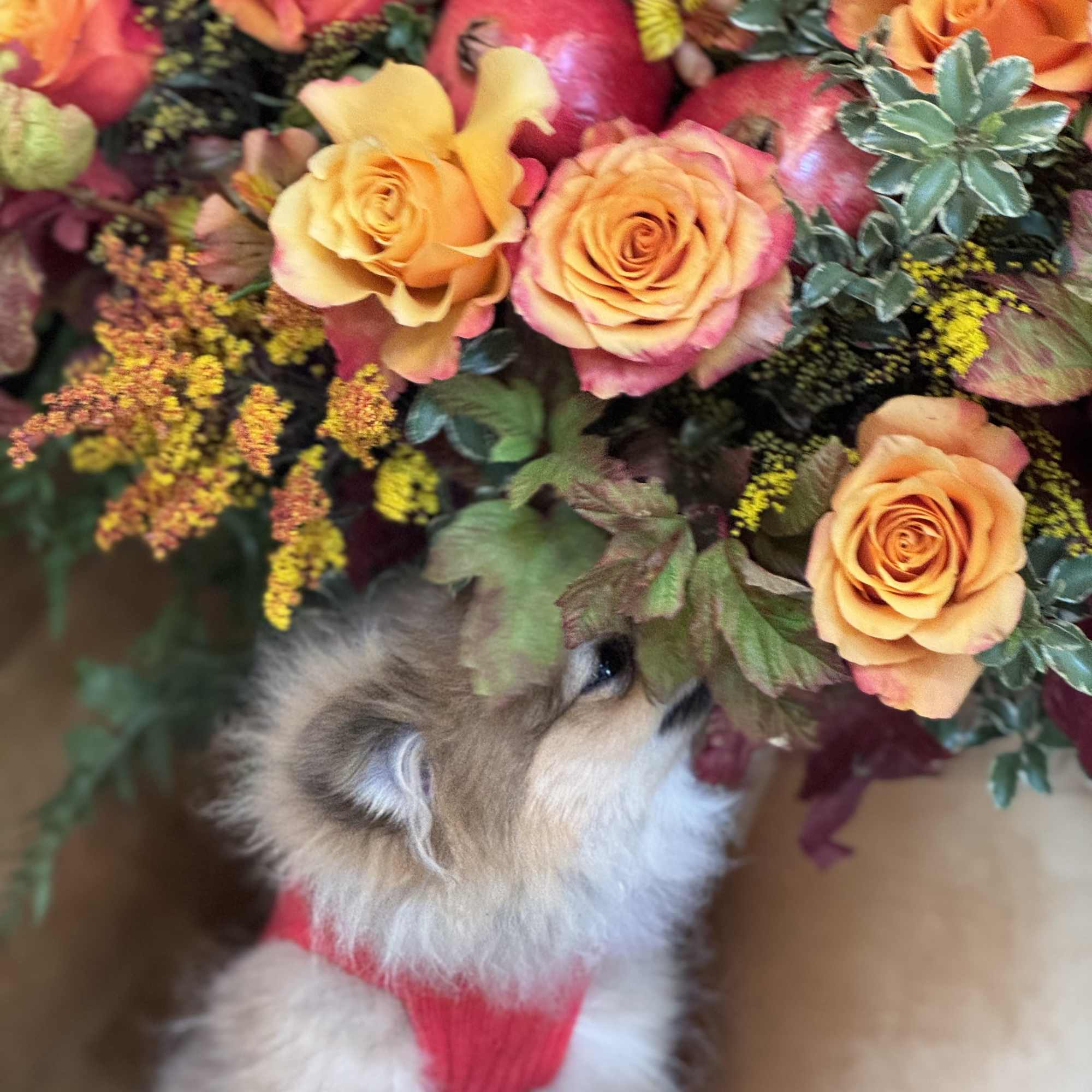 Orange roses with a small dog in a pink sweater beneath them