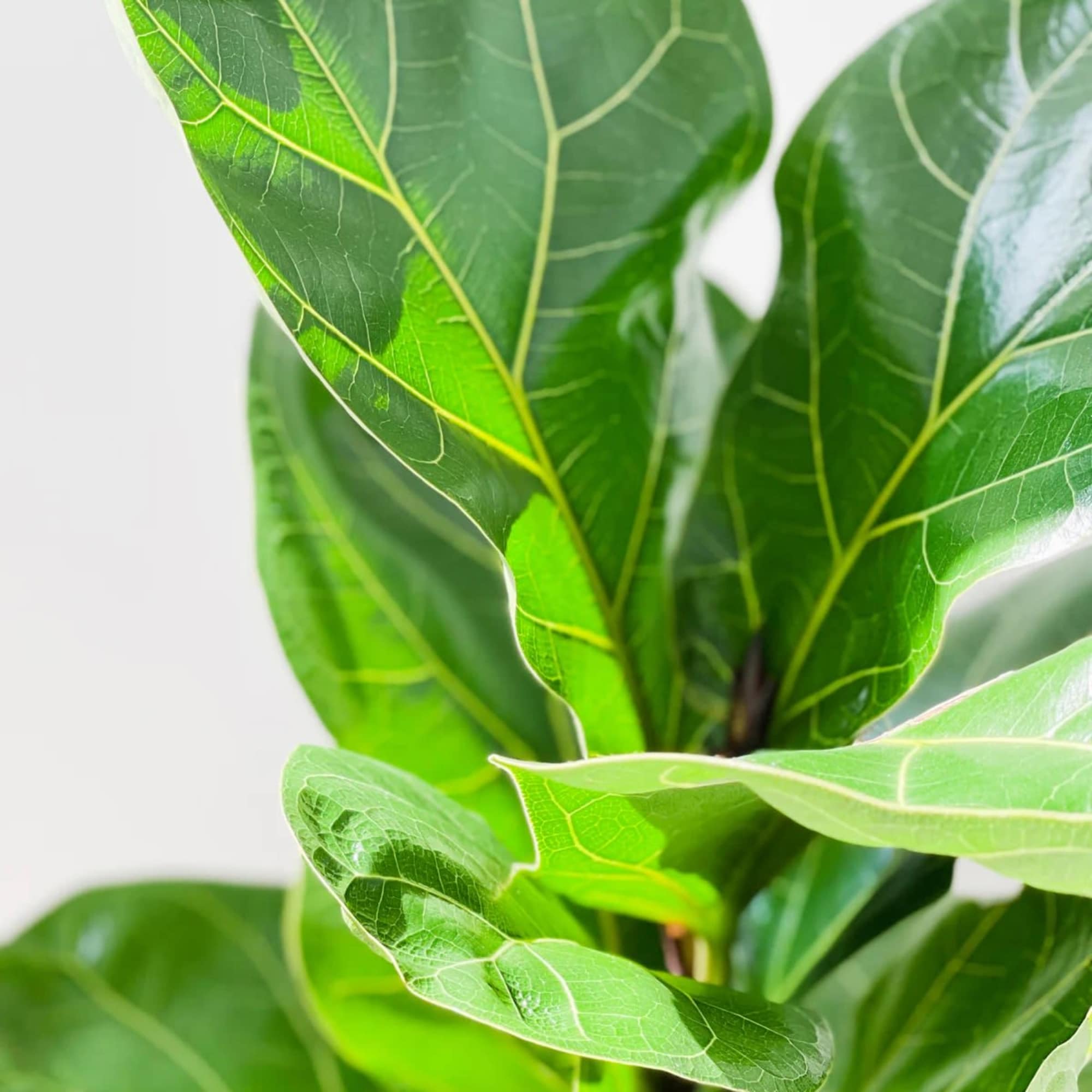 Close-up of a green potted plant with large glossy leaves