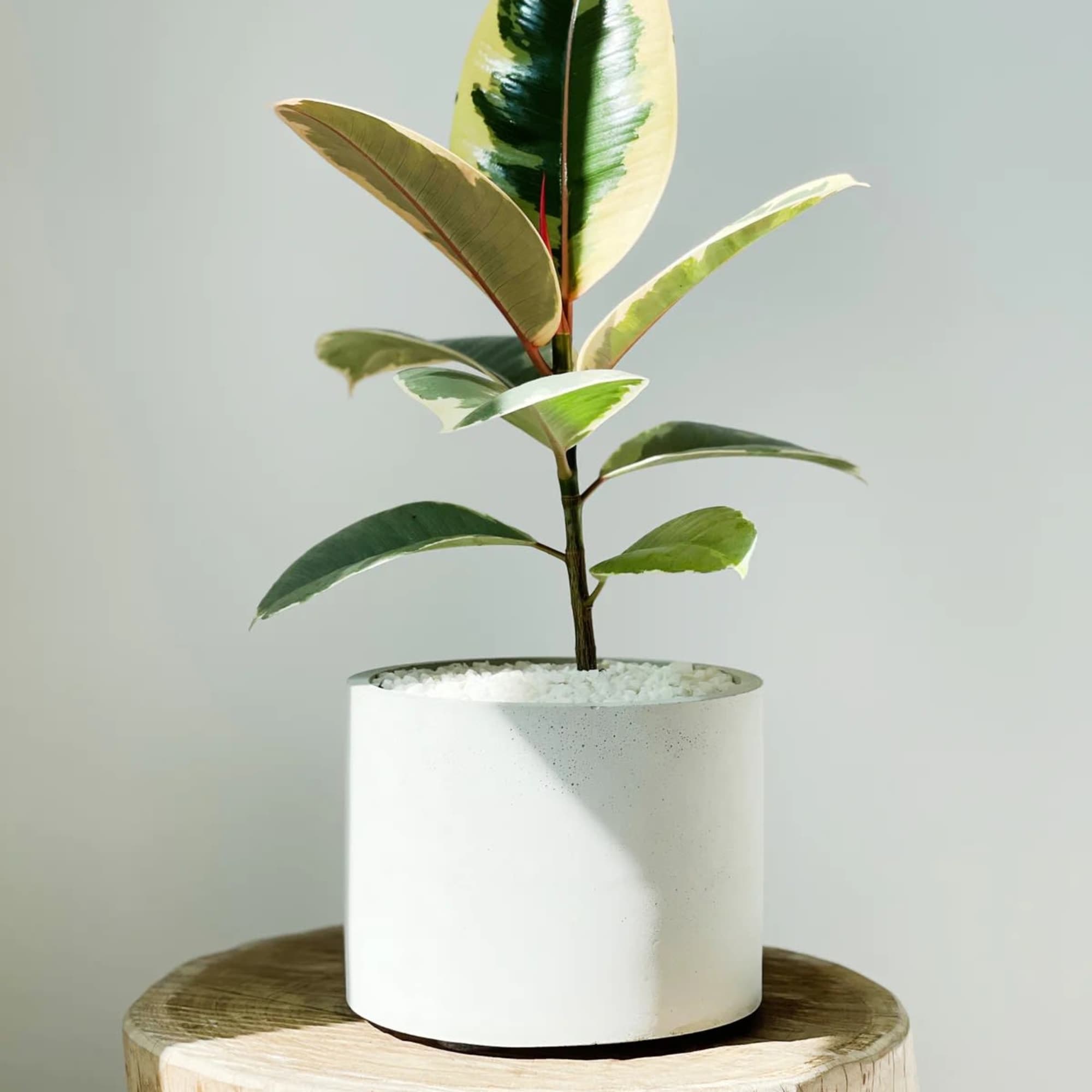 Potted variegated rubber plant in a white cylindrical planter