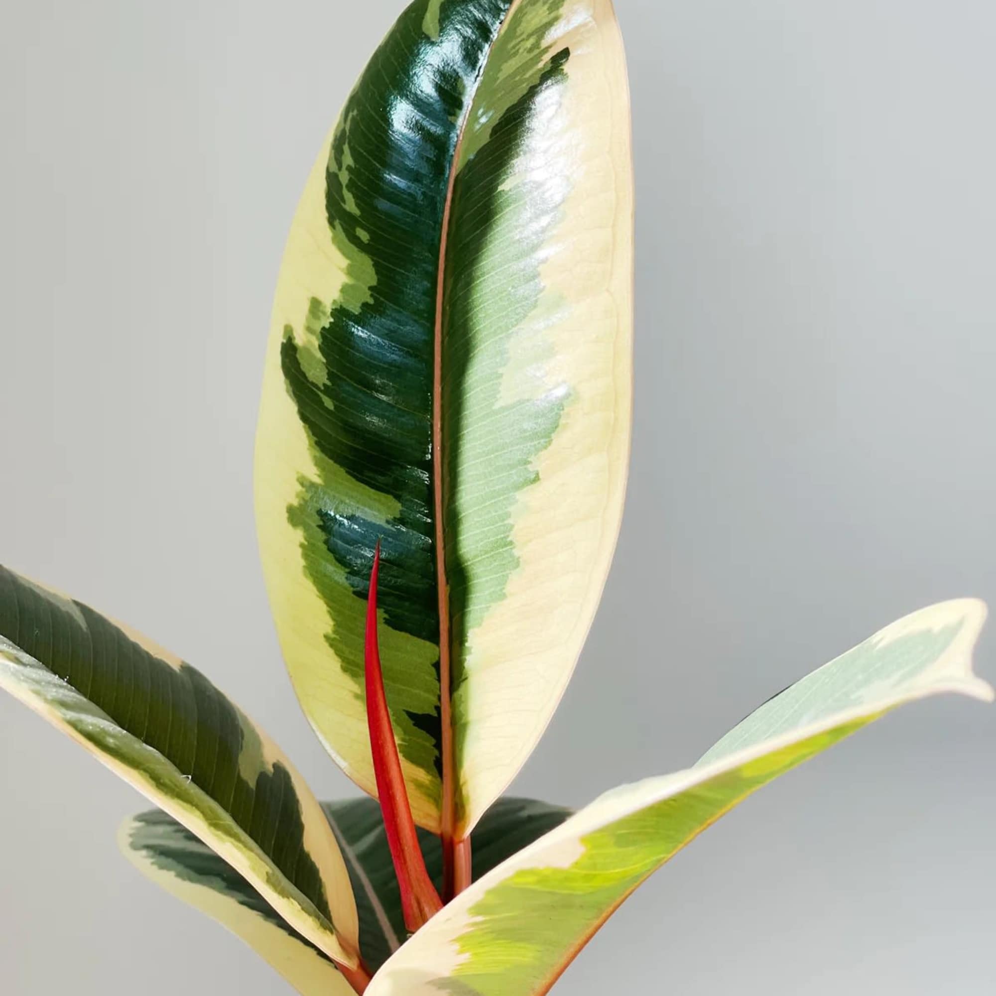 Variegated rubber plant leaves with cream, green, and red tones