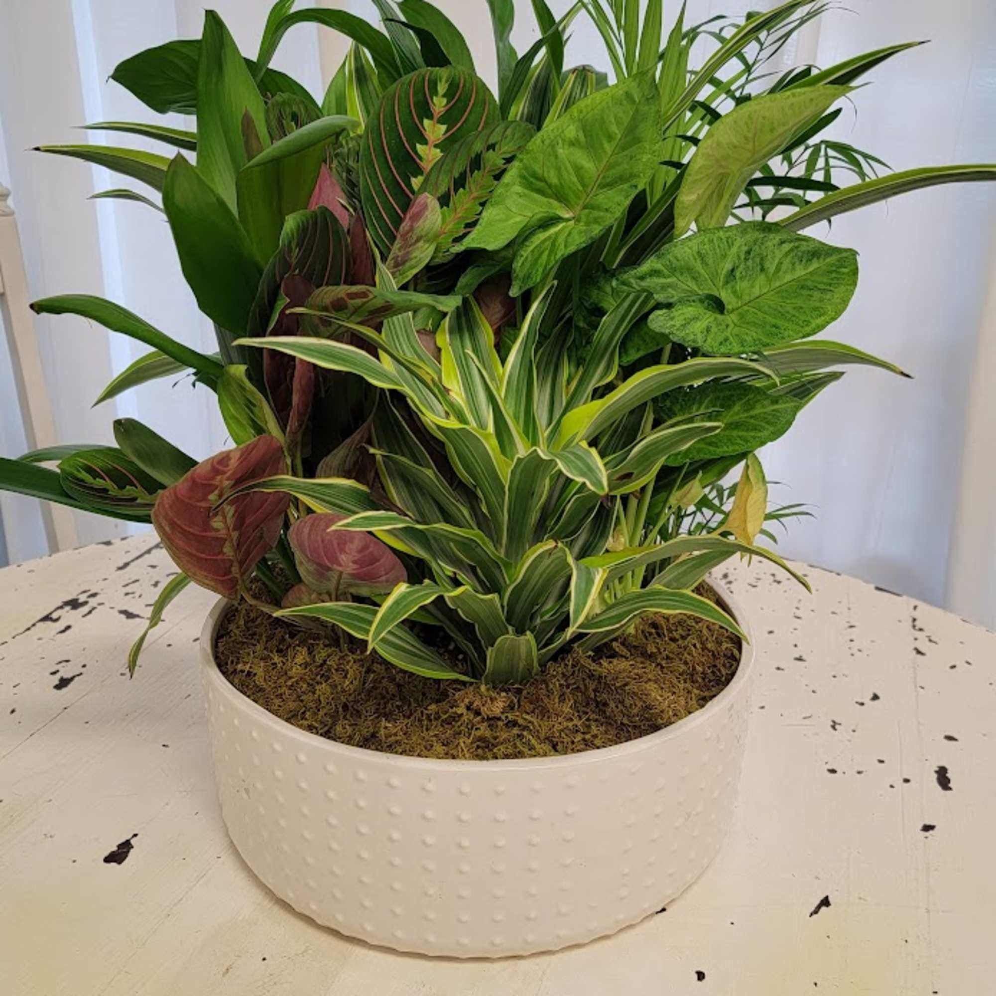 Mixed potted houseplants in a white ceramic planter