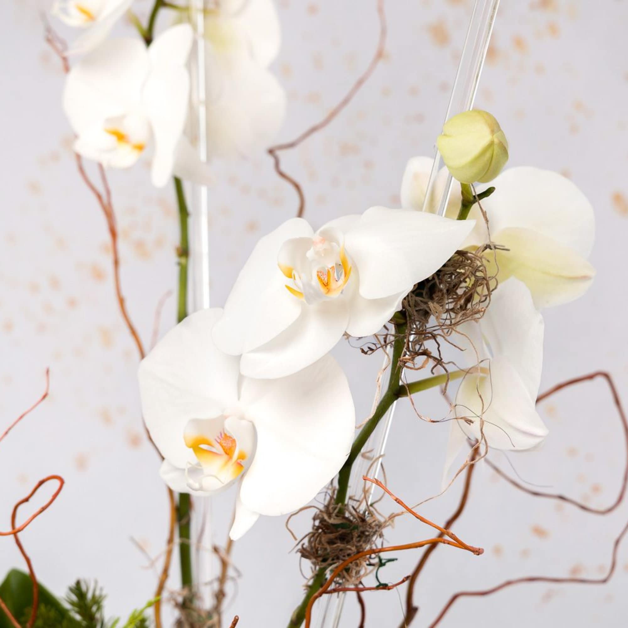 Single, Double, or Triple white phalaenopsis orchid stems stand tall atop a, photo 2 of 3