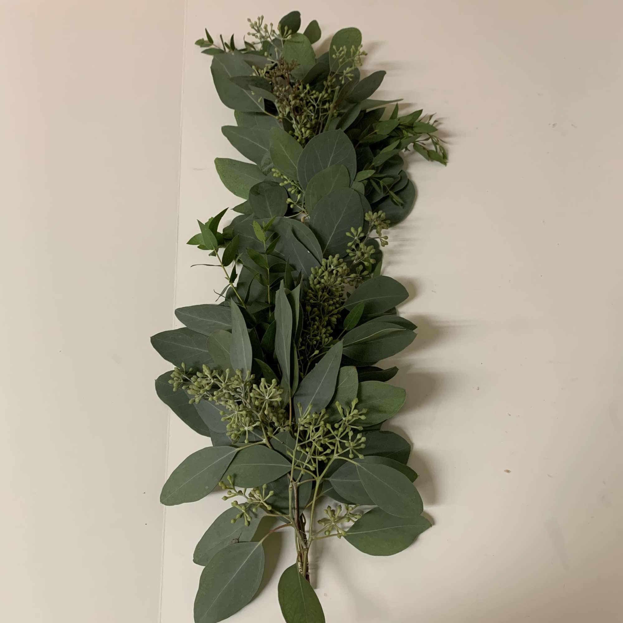 Bundle of green eucalyptus foliage on a white surface