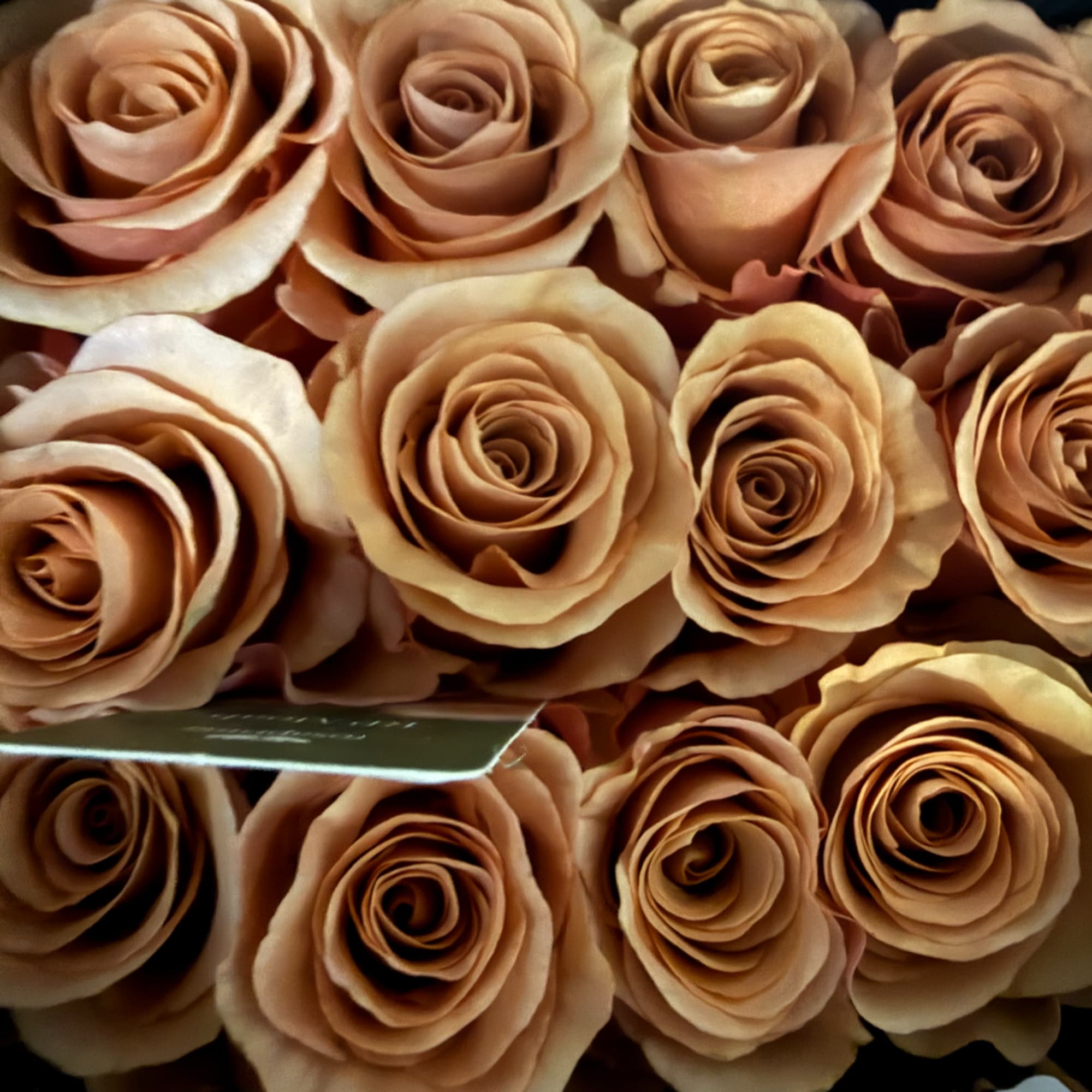 Close-up of peach roses tightly arranged together