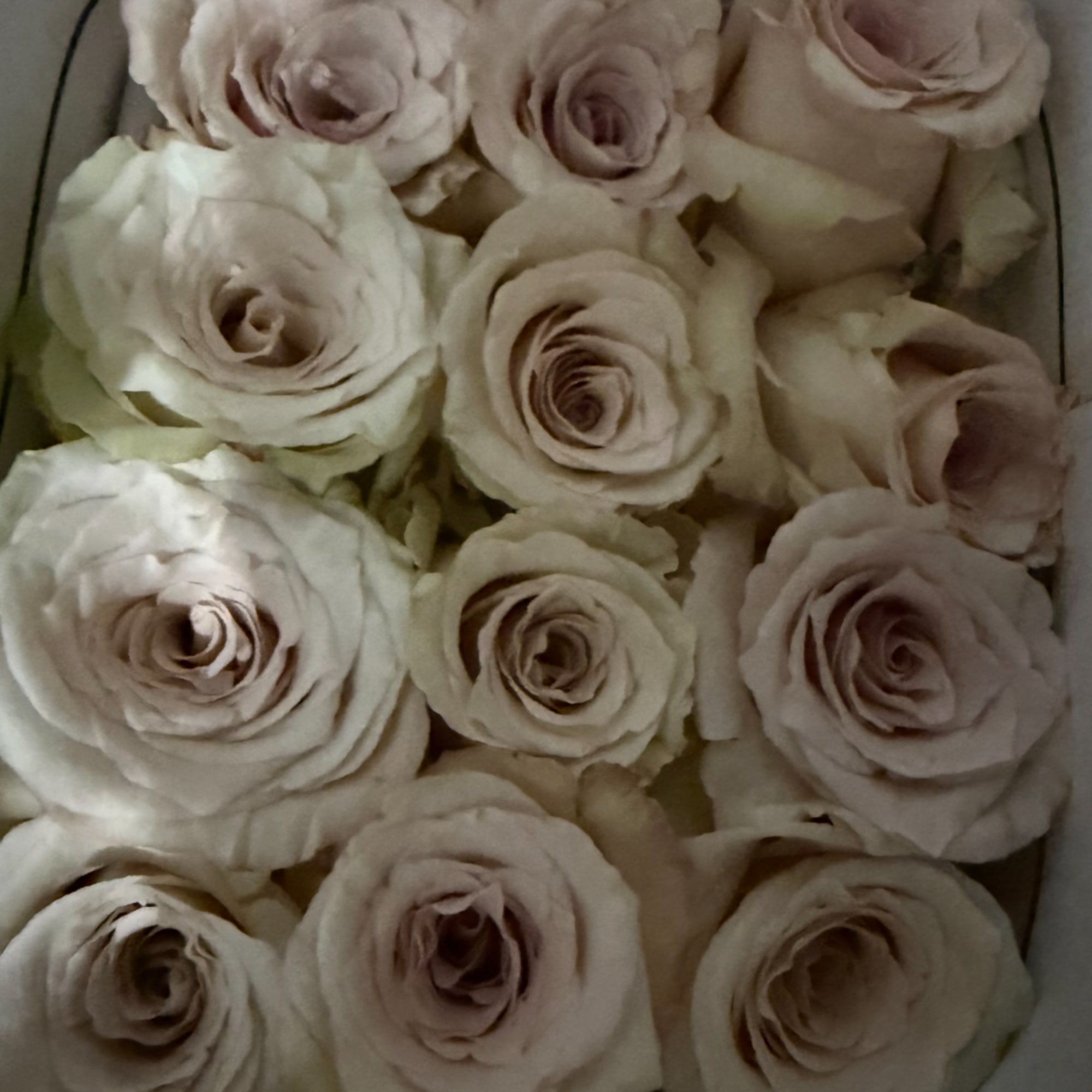 Close-up of pale blush roses packed tightly in a box