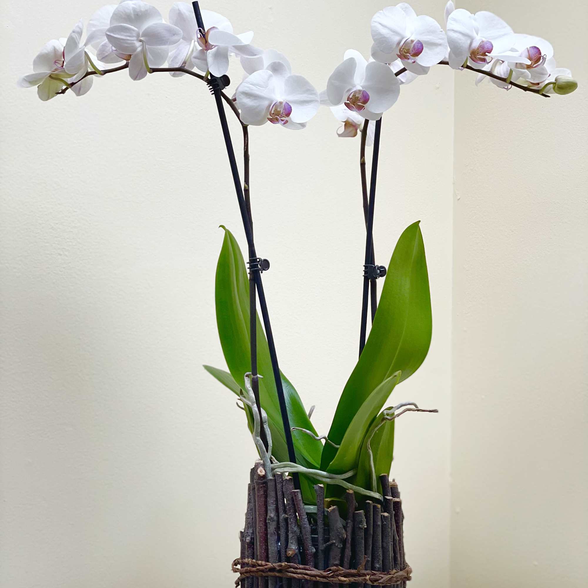 White orchid plant in a rustic twig basket with a decorative seed pod